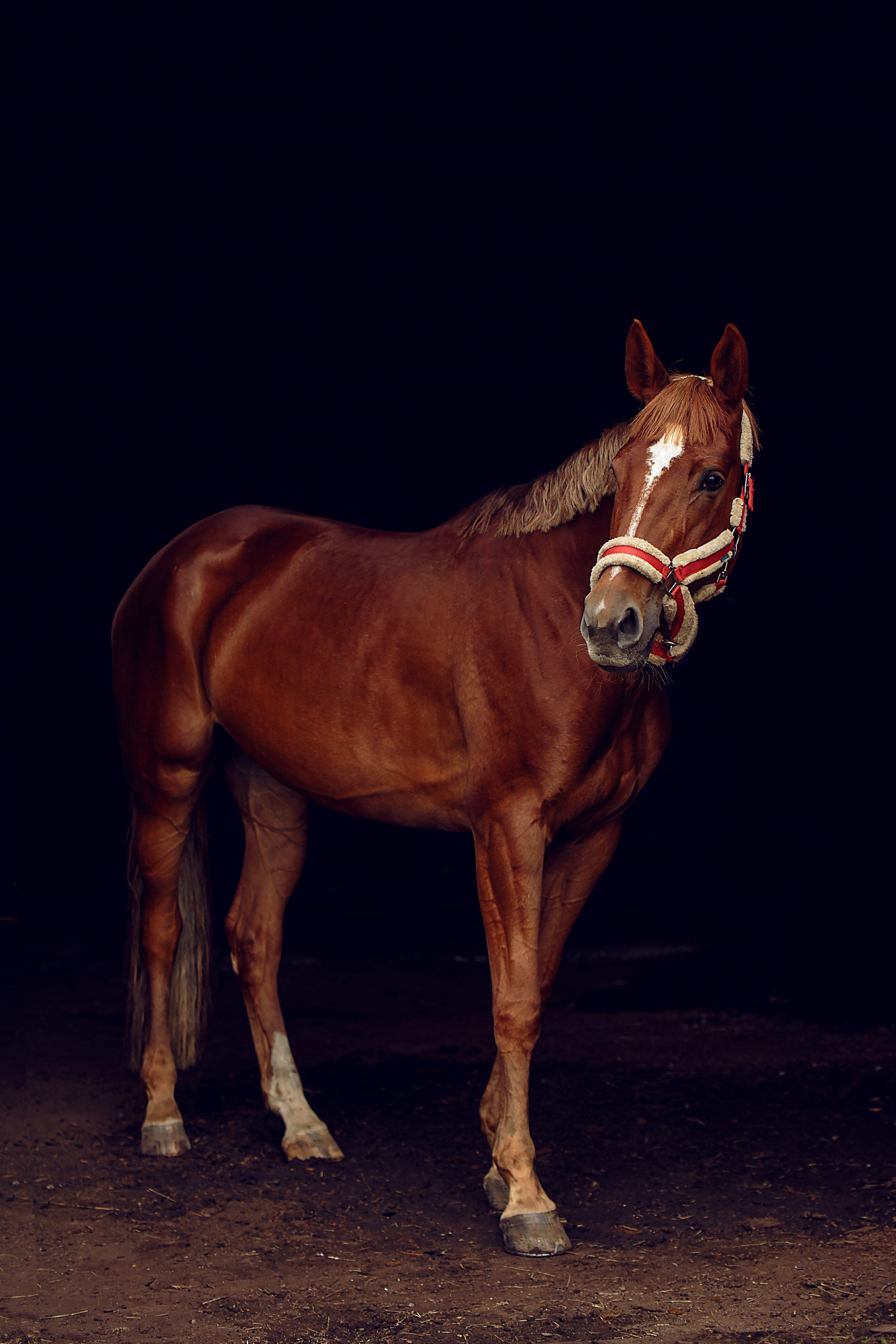 СЪЕМКА ЛОШАДЕЙ. Конный фотограф в Красноярске — Любовь Похабова