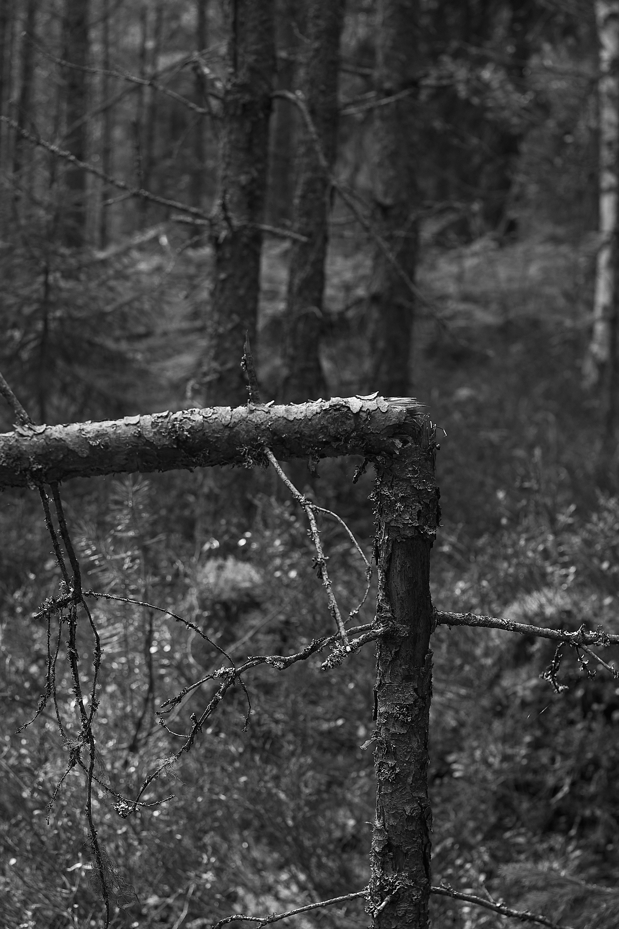 Формы Дерева 22г -…. Фотограф и оператор мероприятий, концертов и портретов в городе Москва