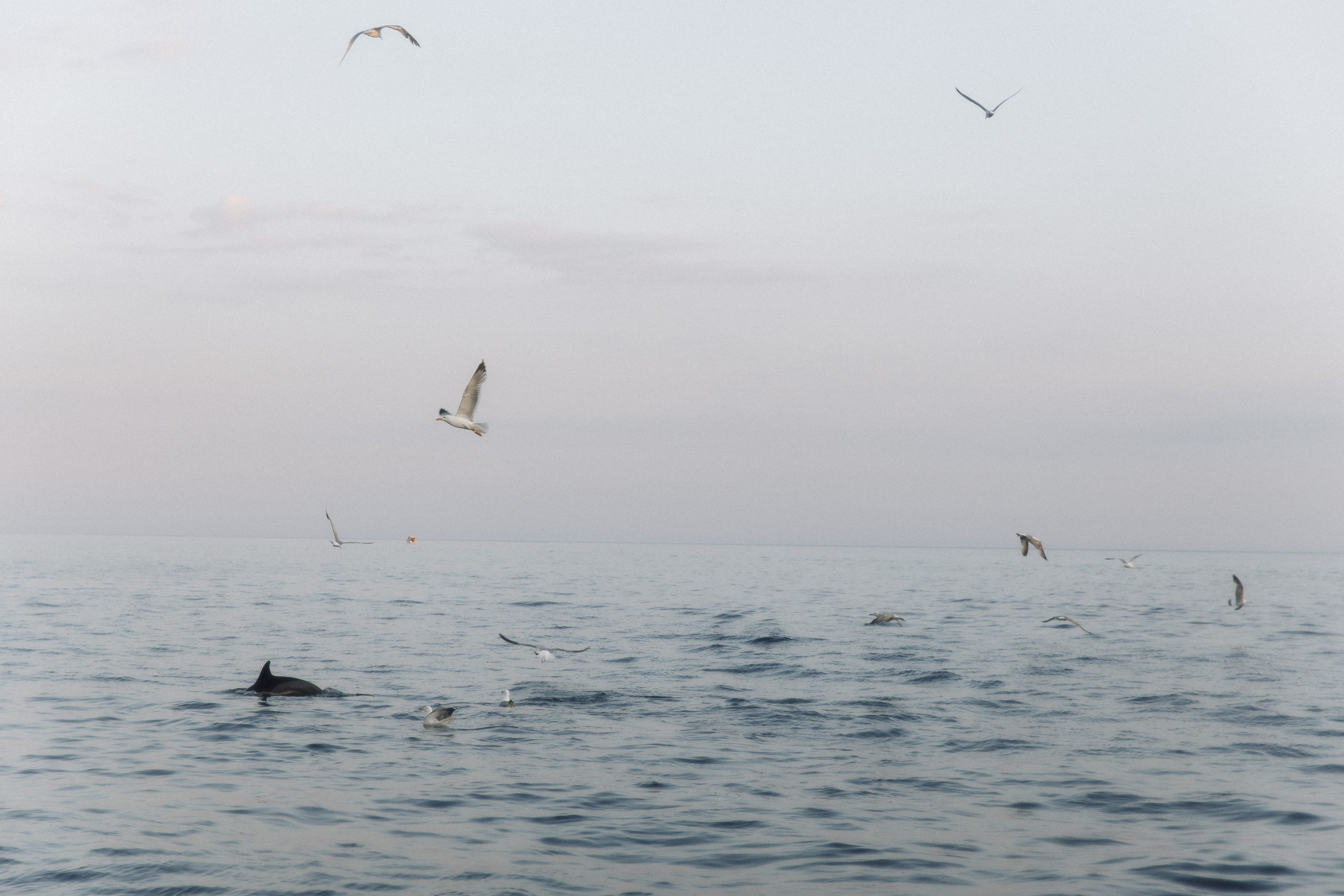 Susanna & Grigoriy. Свадебный фотограф в Севастополе и Крыму| Tanya Sher