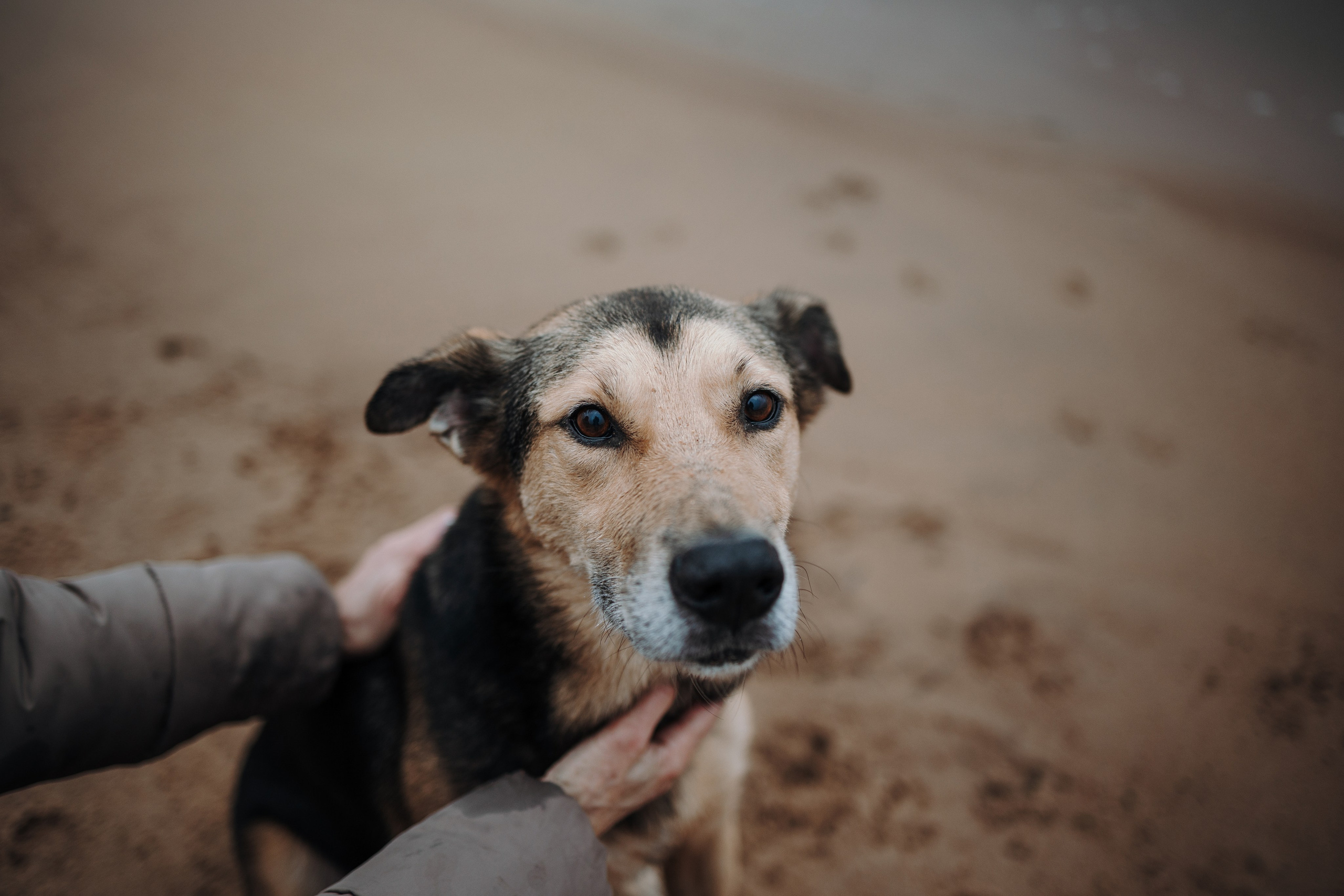 Наталья и Того. Фотограф — Анималист | Санкт-Петербург