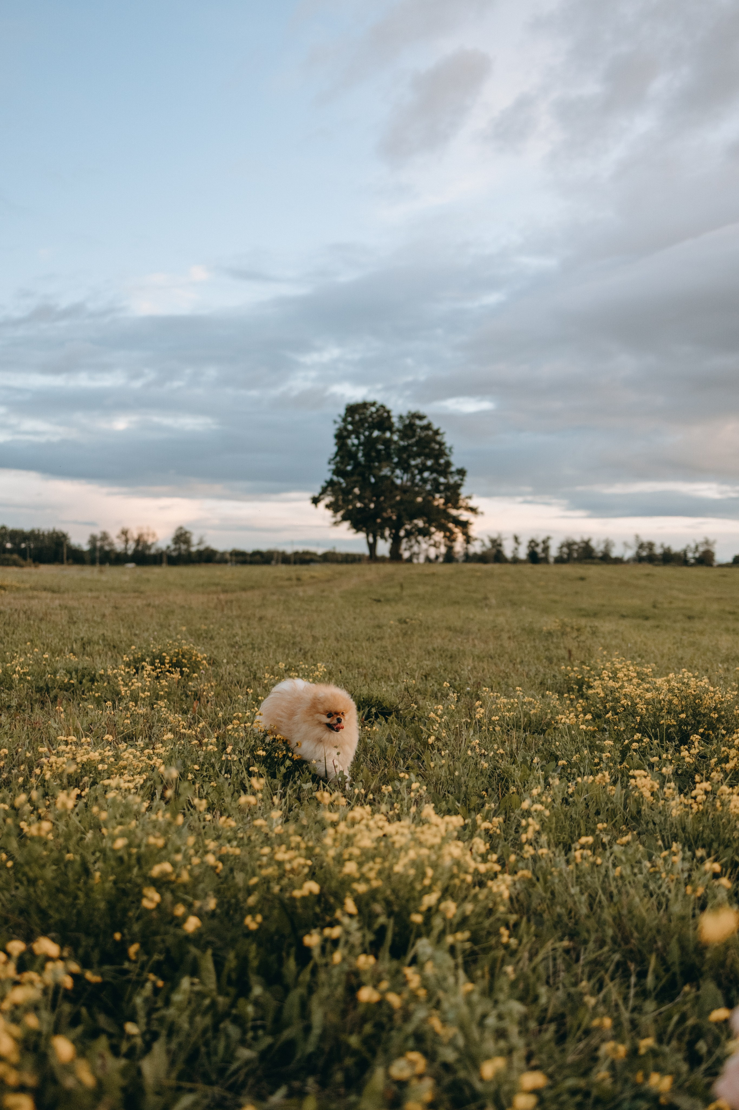 Стив и его семья. Фотограф — Анималист | Санкт-Петербург