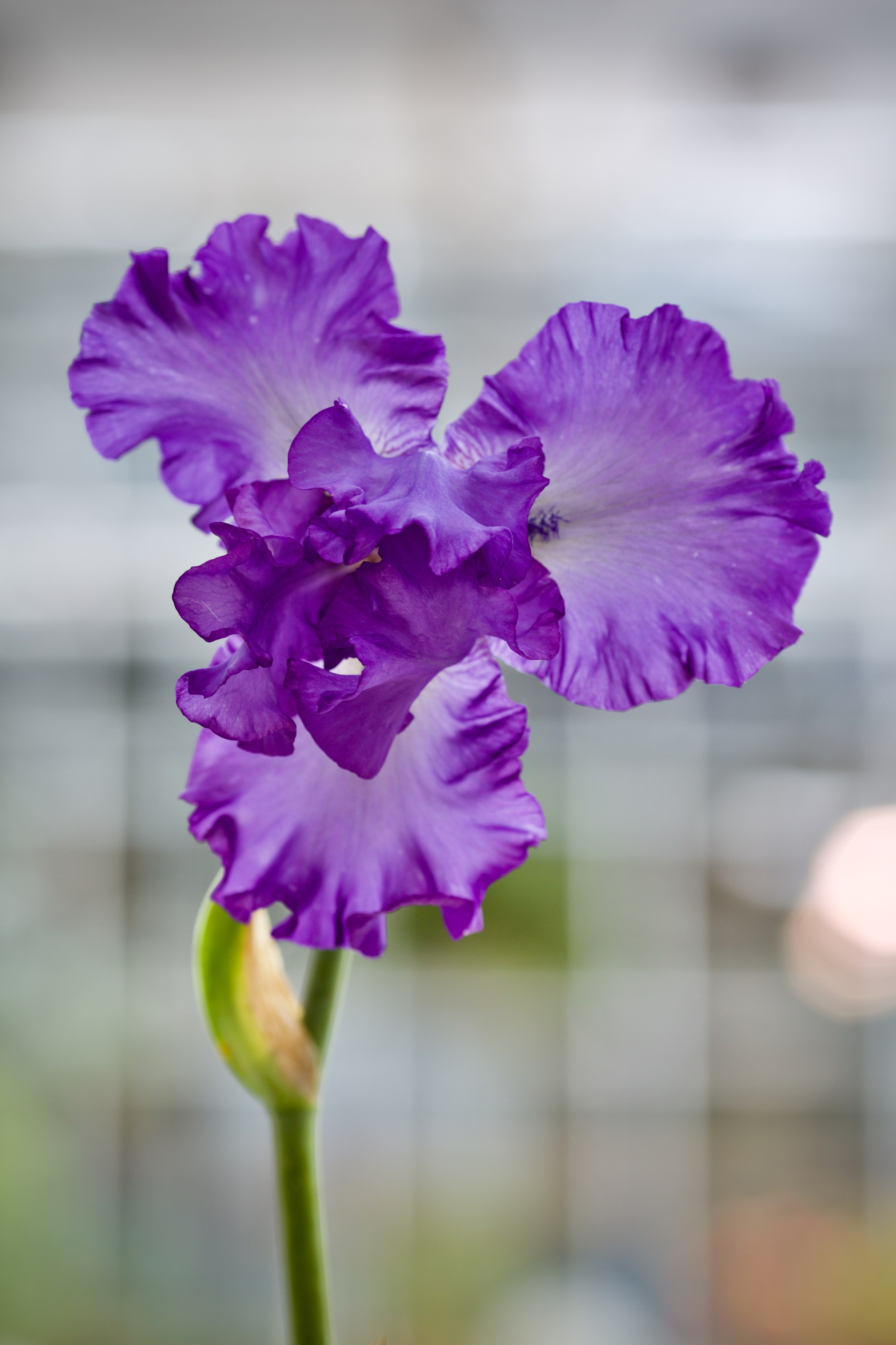 Аптекарский огород. Ирисы. Пионы. Школьные выпускные альбомы в Москве Марина Николаева