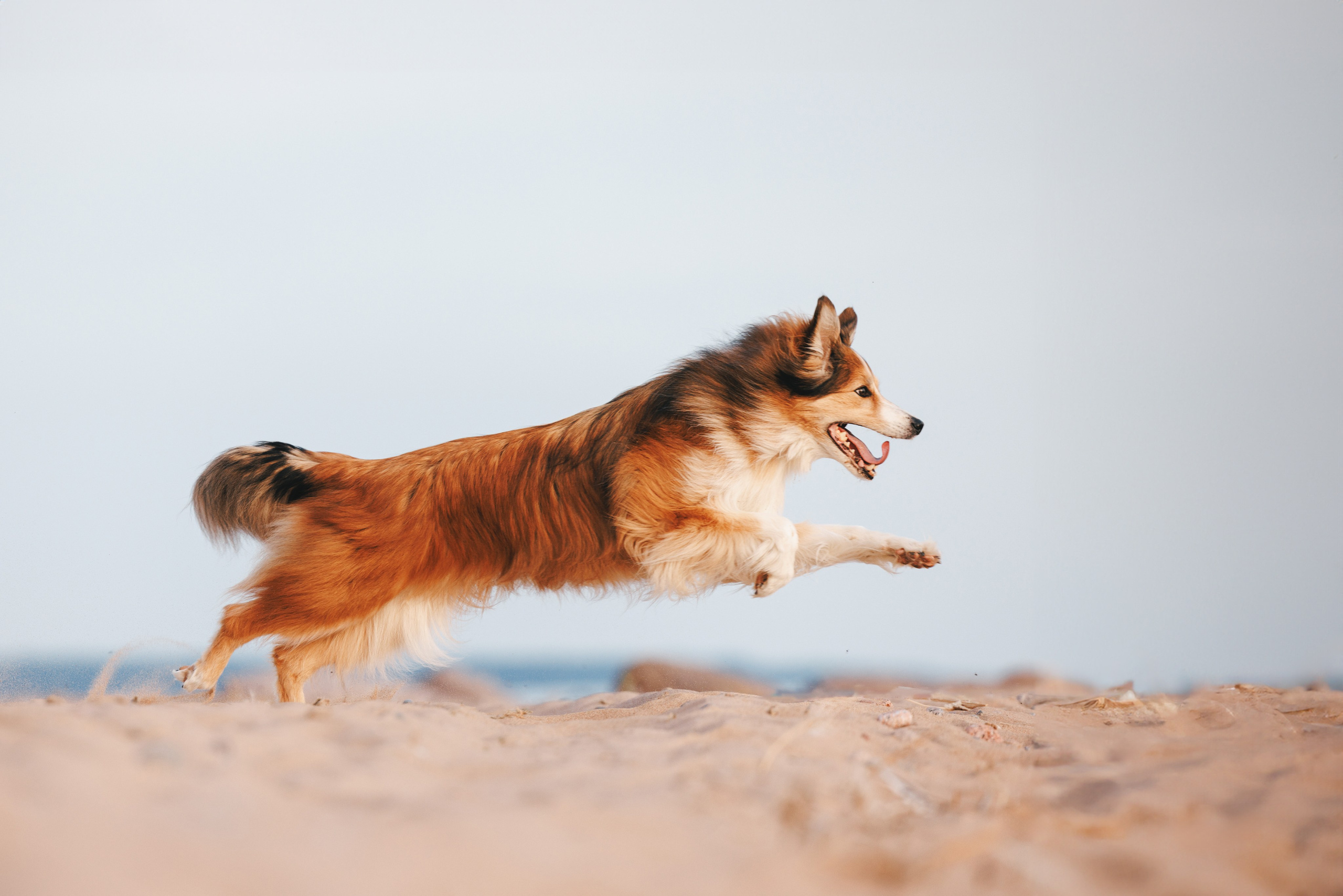Рита, Маша и много собак. Фотограф анималист Осипчикова Мария