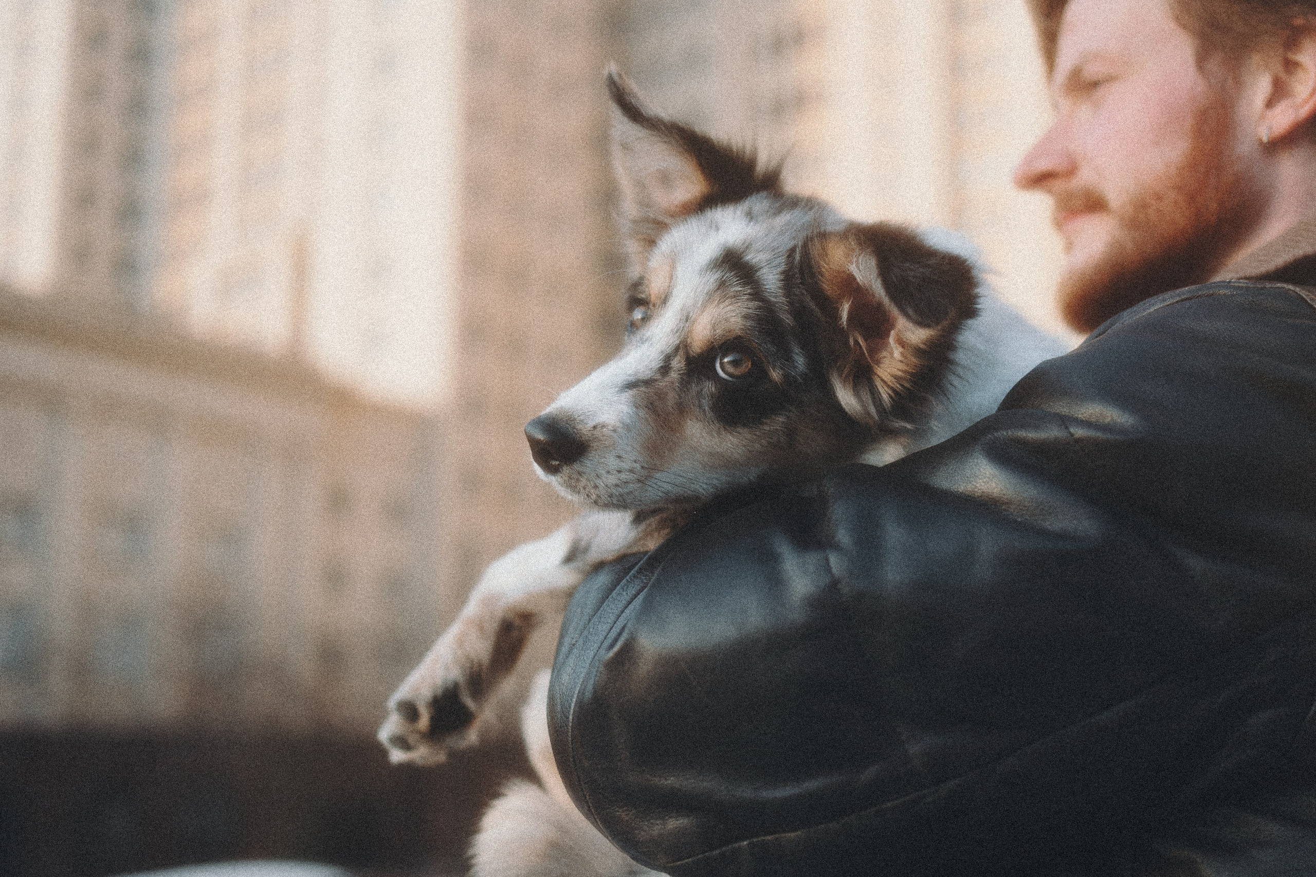 Балу и Илья. Фотограф анималист Анастасия Пикей