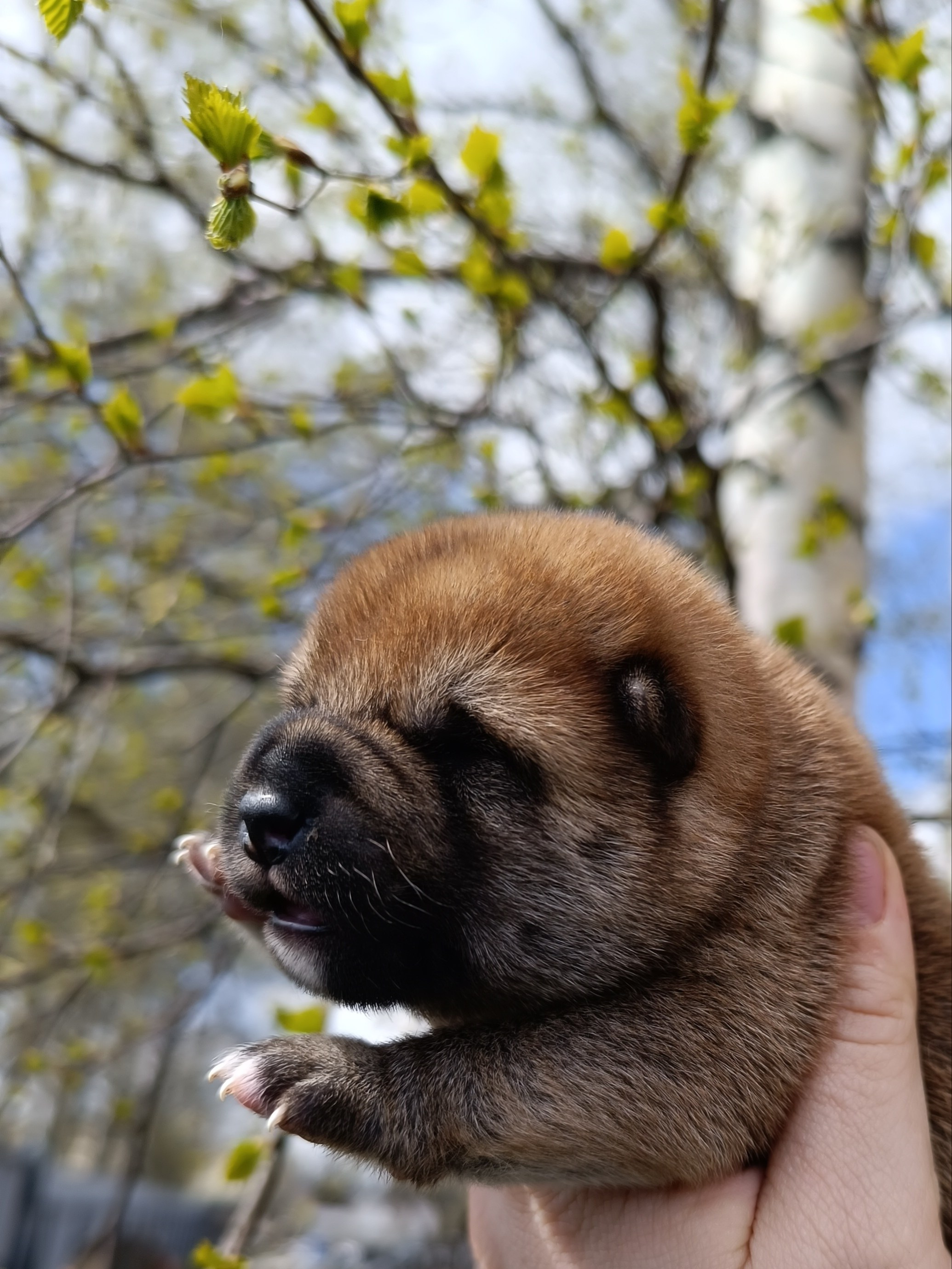 Сиба Rubylight Germes питомник Рубилайт