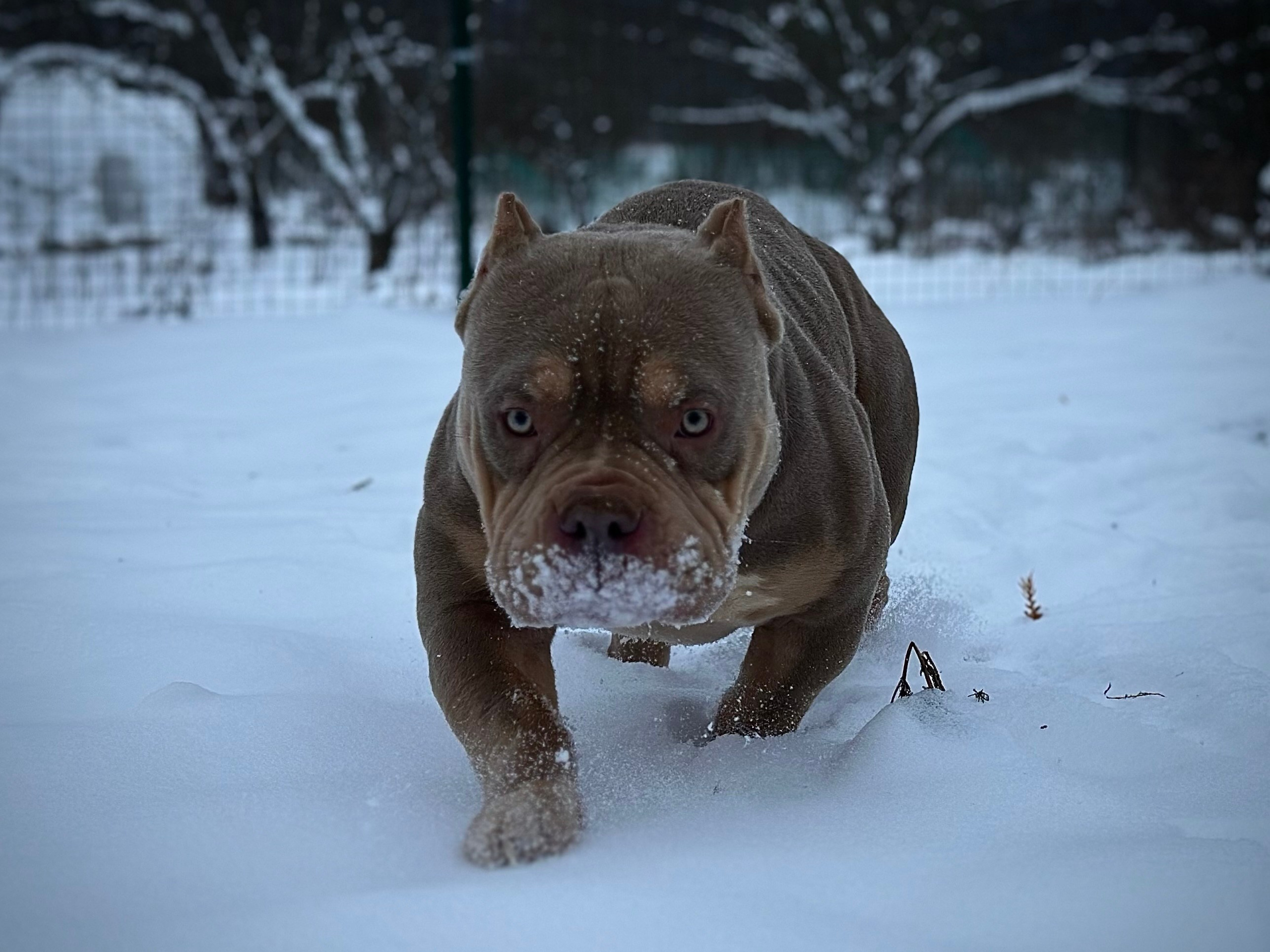 Stark. Питомник американских булли Bounty Pride Bully