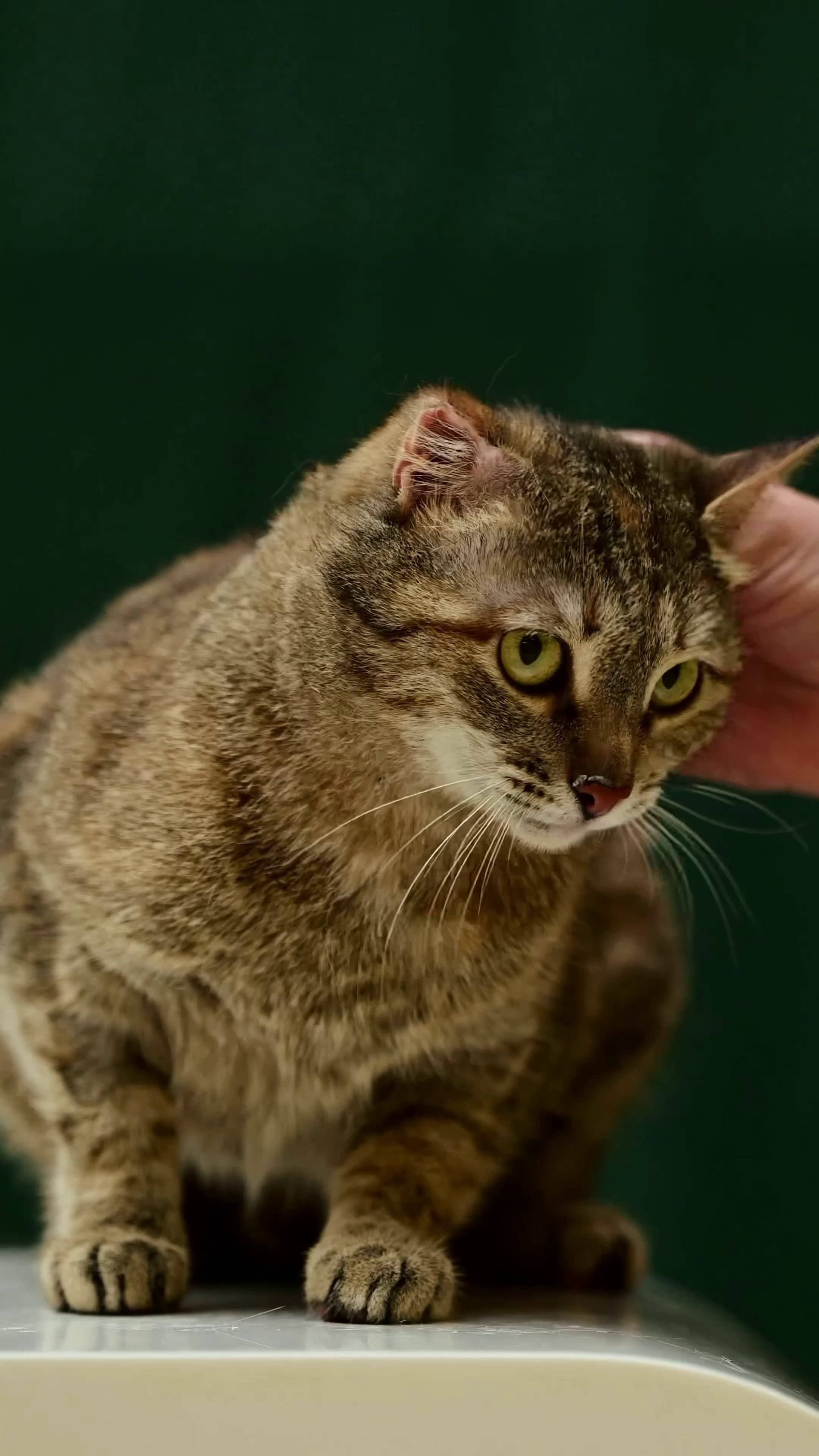 Съёмка для волонтёров (видео). Мила Астахова