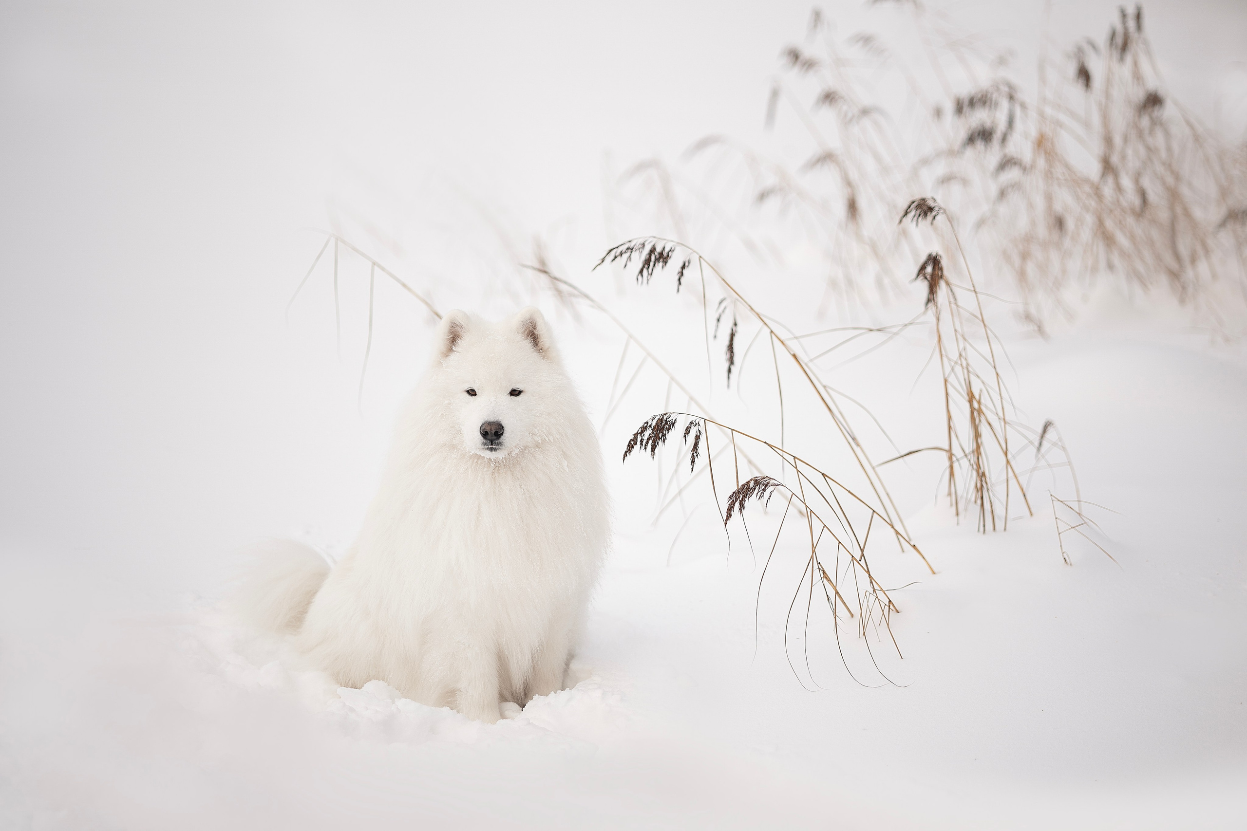 Фото собак, животных зимой. Фотограф анималист в Москве Майорова Евгения