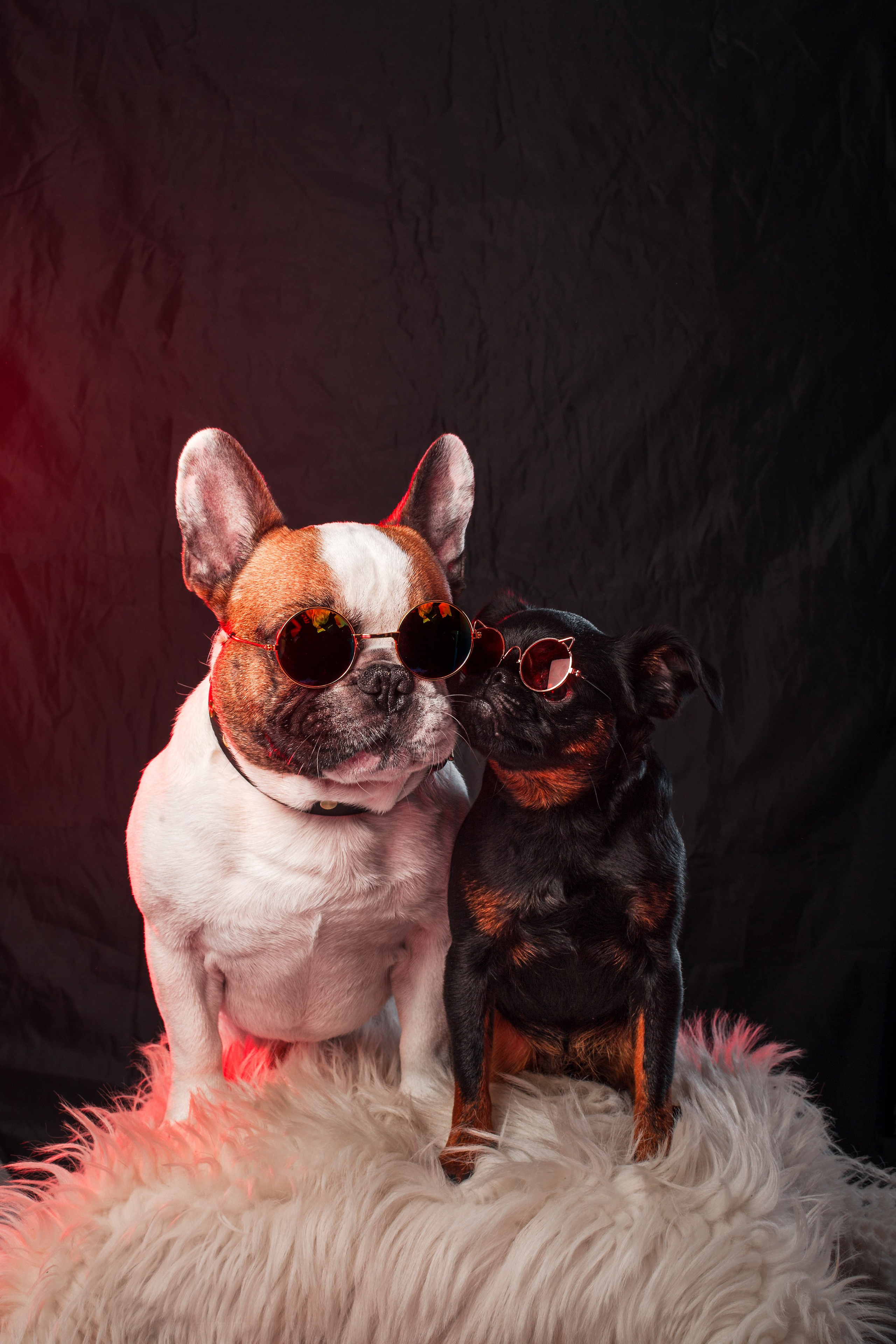 Студийная фотосессия с цветным светом. Фотограф-анималист Татьяна Степанова