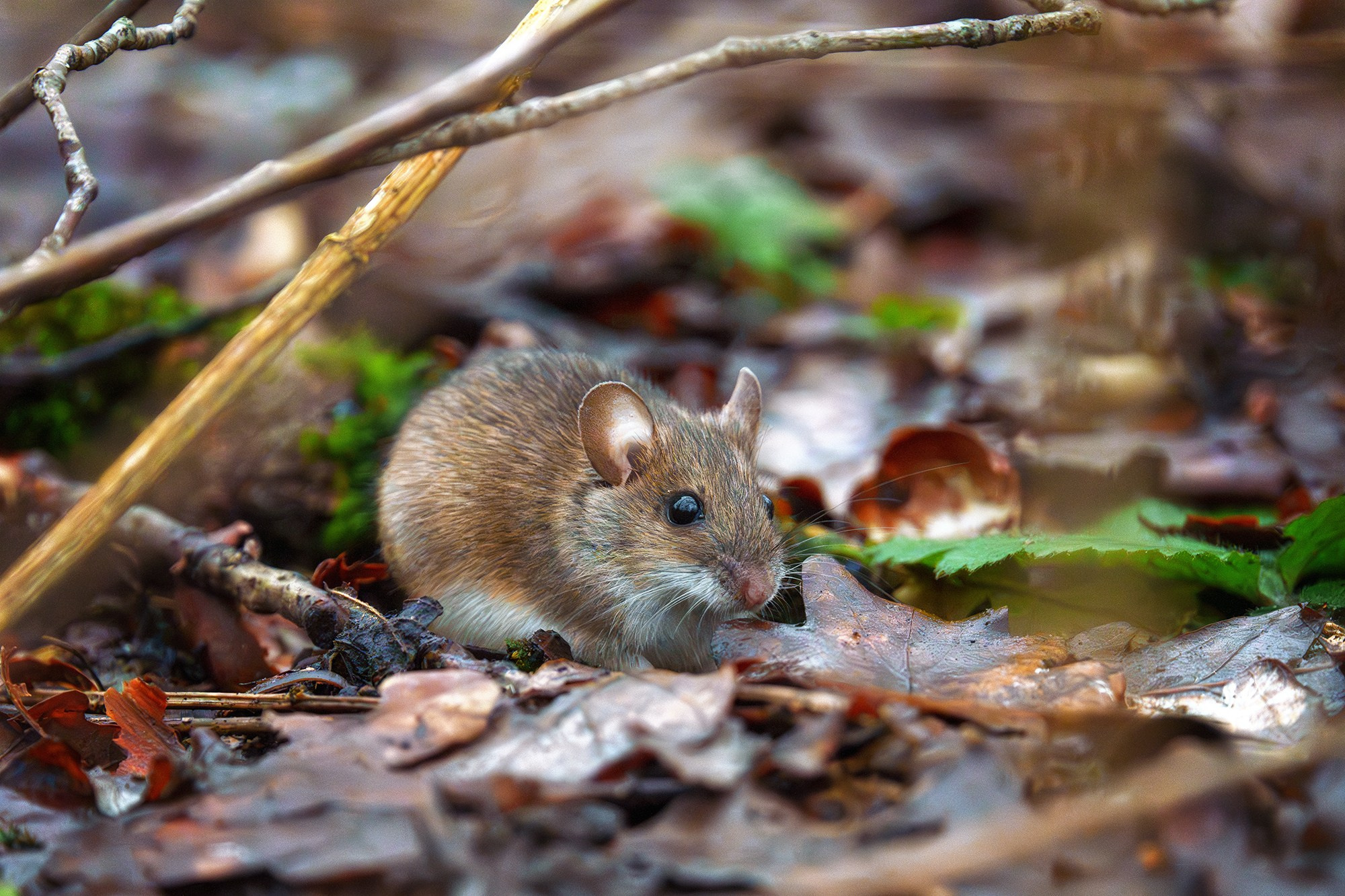 Животные. Ваш личный фотограф Марина Волкова