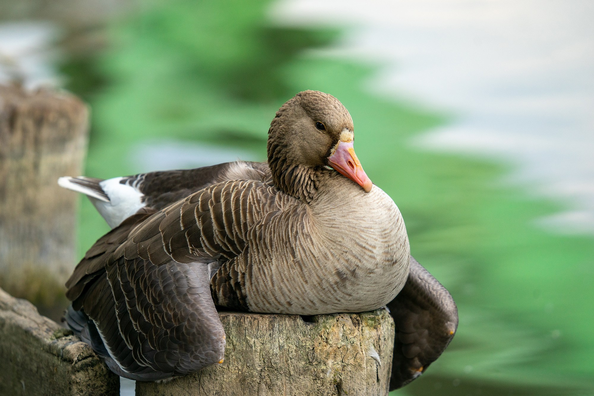 Удивительные мир птиц. Вокруг нас столько прекрасного — присмотритесь!. Ваш личный фотограф Марина Волкова