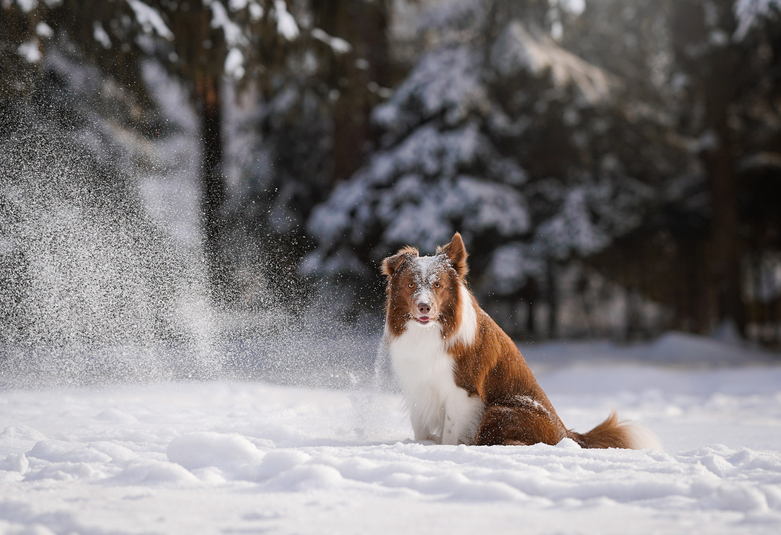 Катя и Ская. Фотограф-анималист в Санкт-Петербурге Яна Мартынова