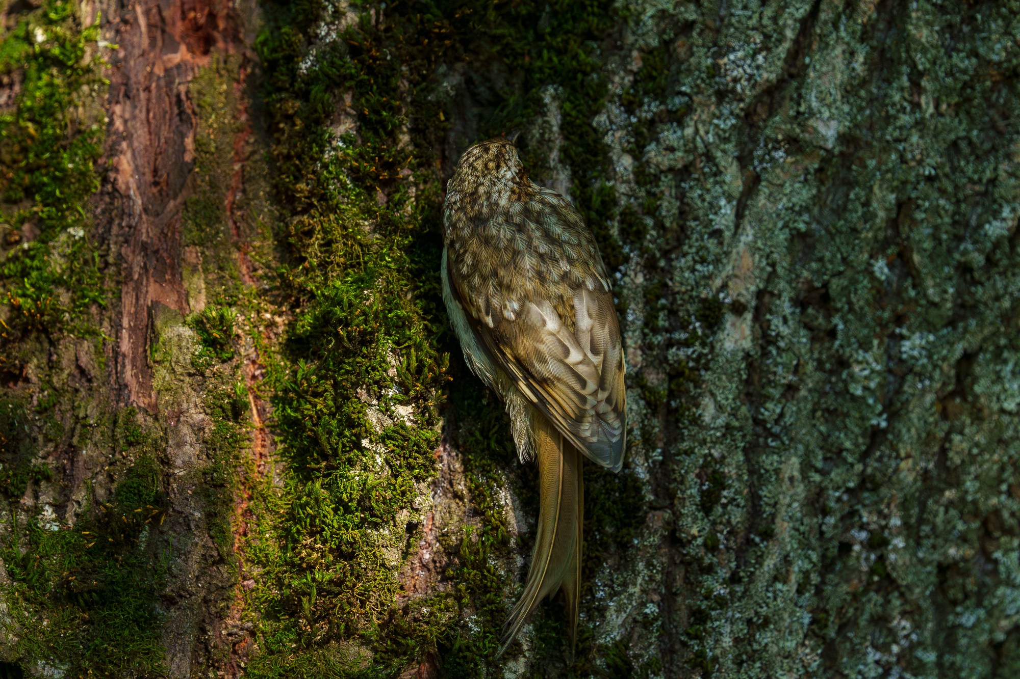 Удивительные мир птиц. Вокруг нас столько прекрасного — присмотритесь!. Ваш личный фотограф Марина Волкова
