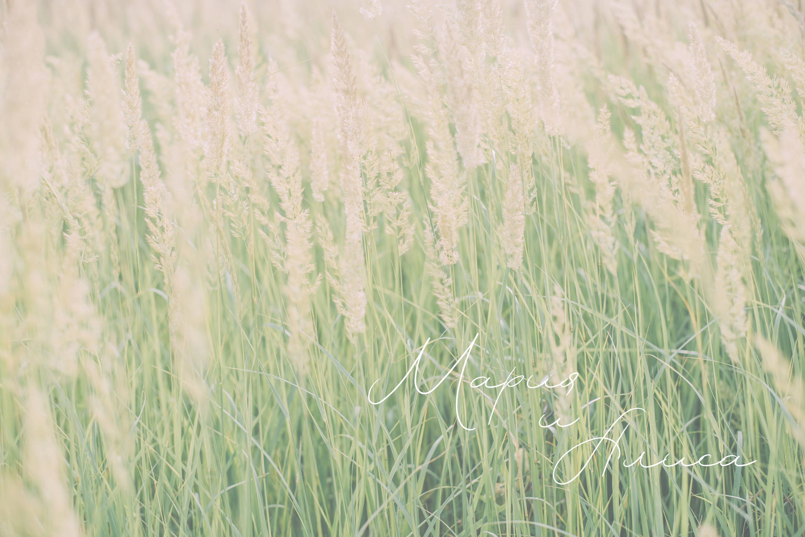 Ромашковая история Марии и Алисы. Фотограф в Краснодаре Зеленкина Дарья