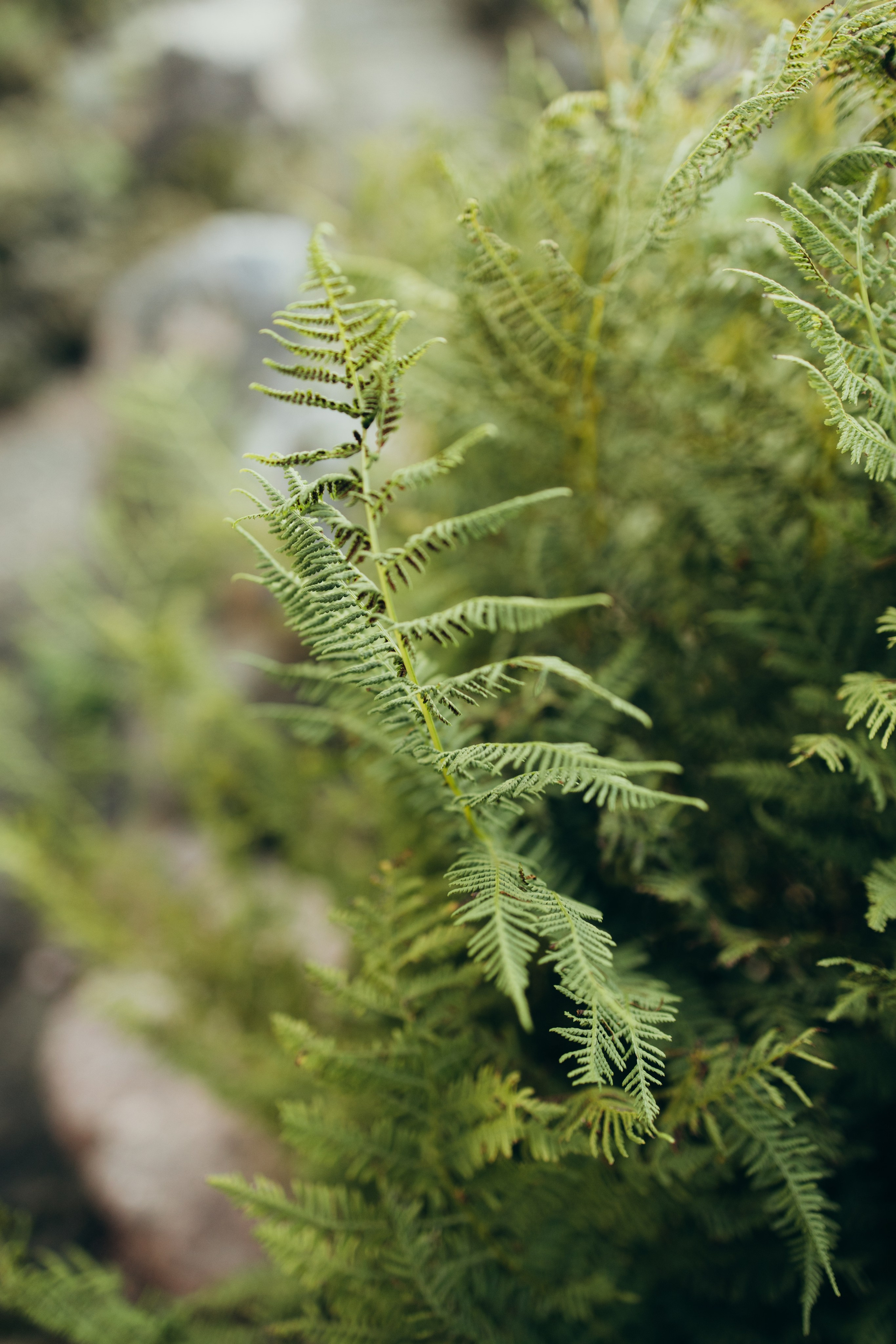 Мару. Семейный и детский фотограф в Санкт-Петербурге — Лаврова Ольга
