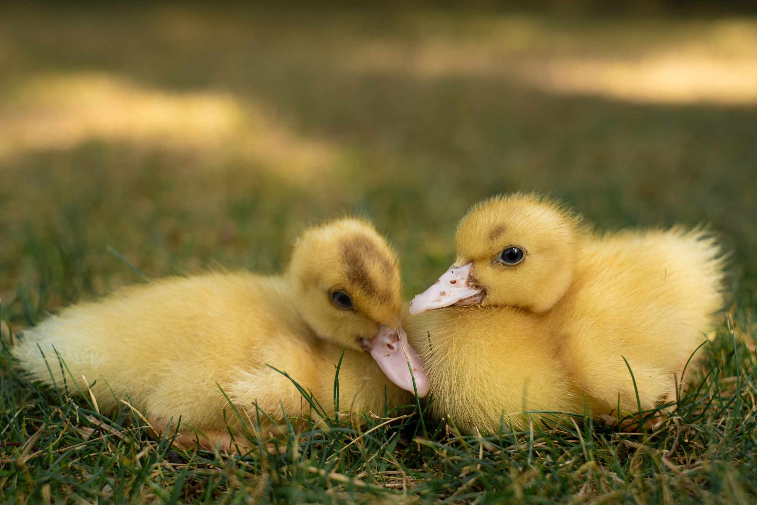Разные фото семейные. Профессиональная фотосъемка в Крыму. Натуральные эмоции и живые кадры. Забронируйте дату прямо сейчас!