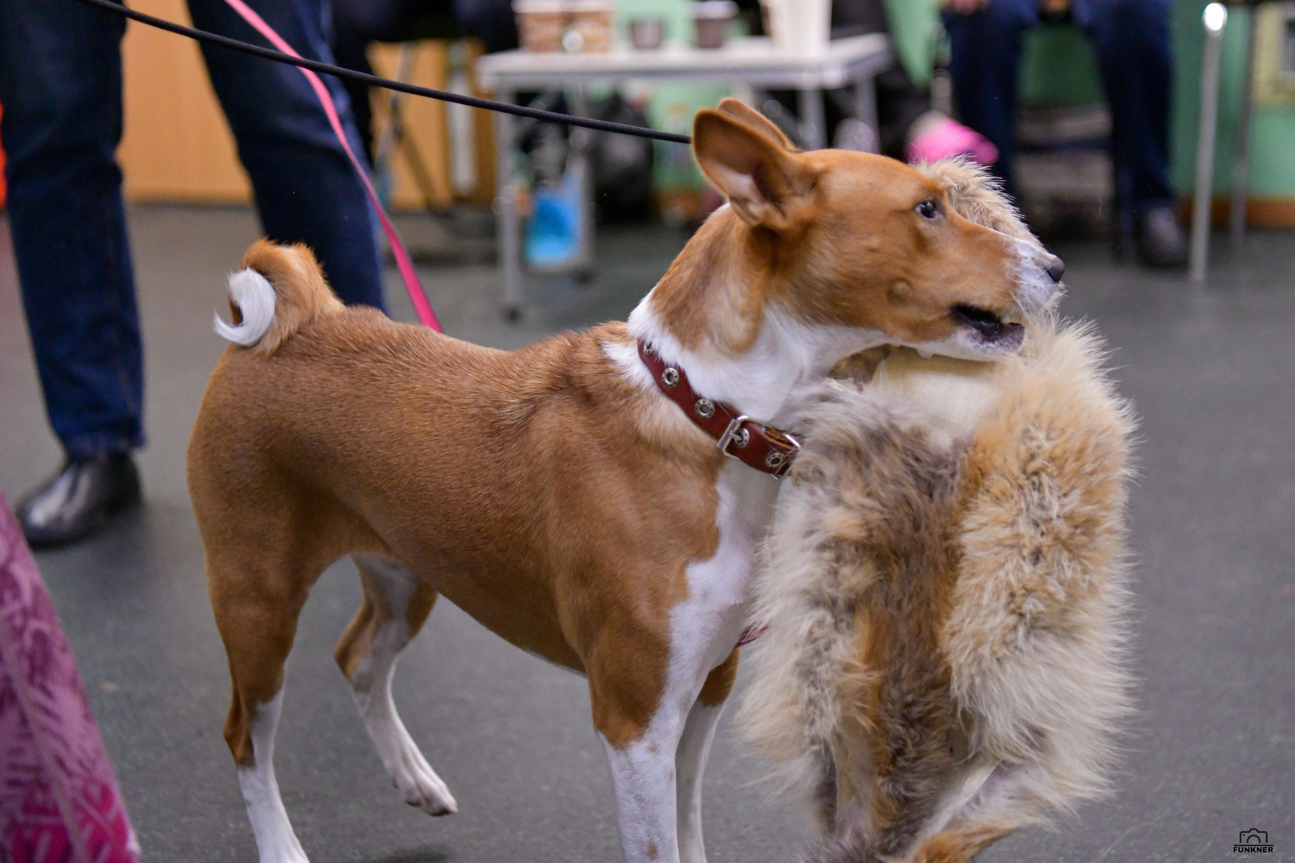 Кинологический клуб «Бодрый хвост». Свой взгляд через объектив