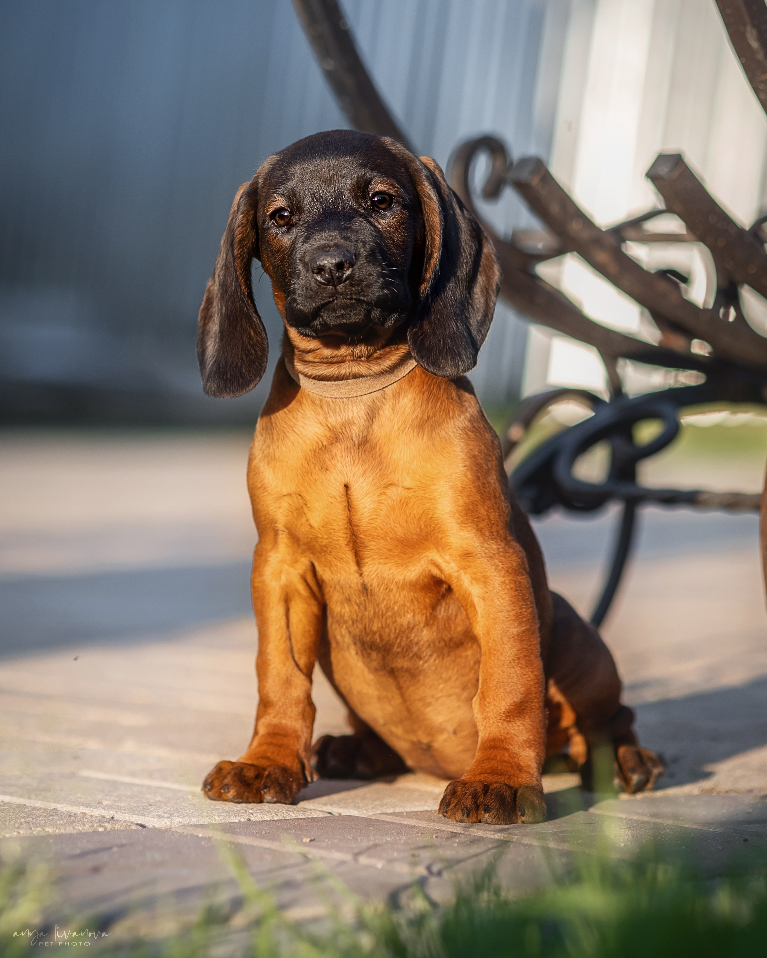 Баварцы. Фотограф анималист Аня Ливанова | Рыбинск