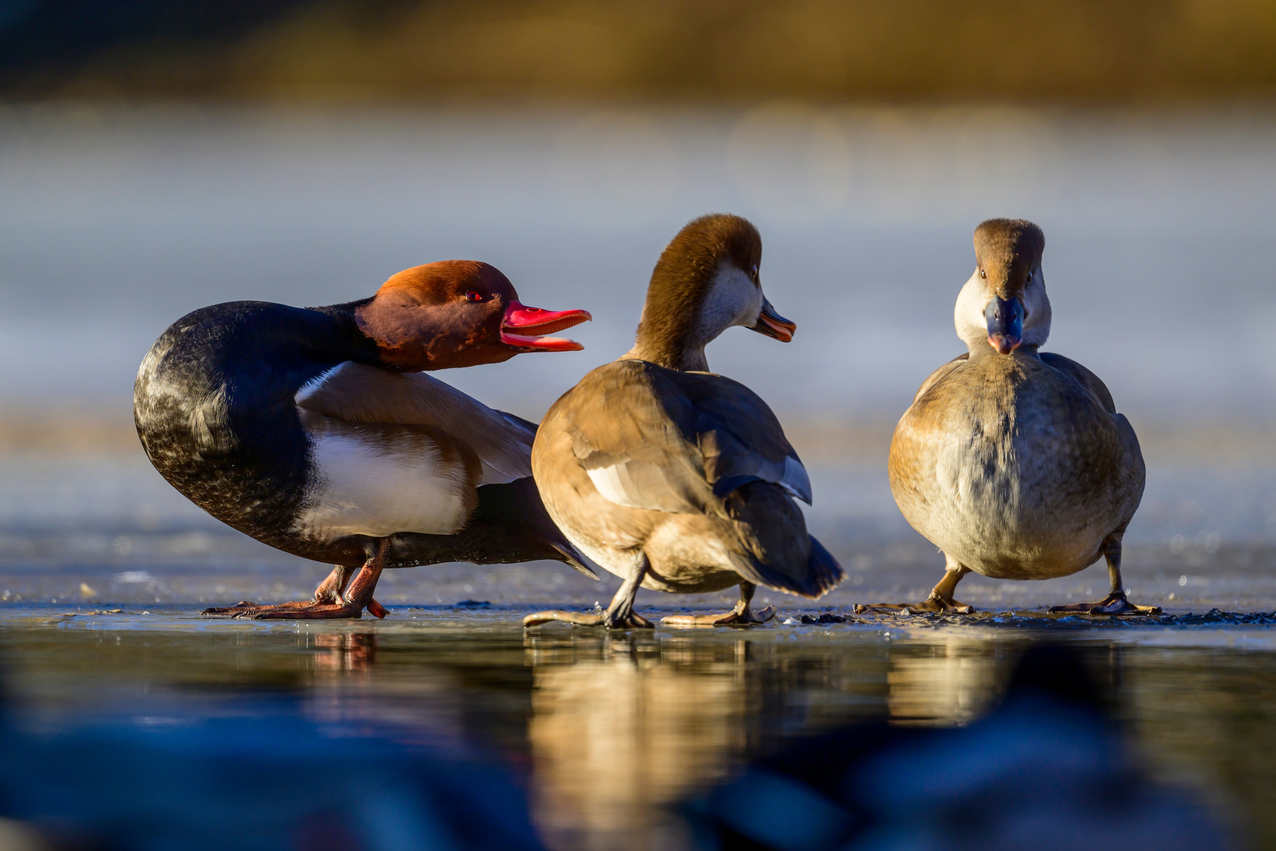 Нырки. Pochards. Фотограф Сергей Пупонин