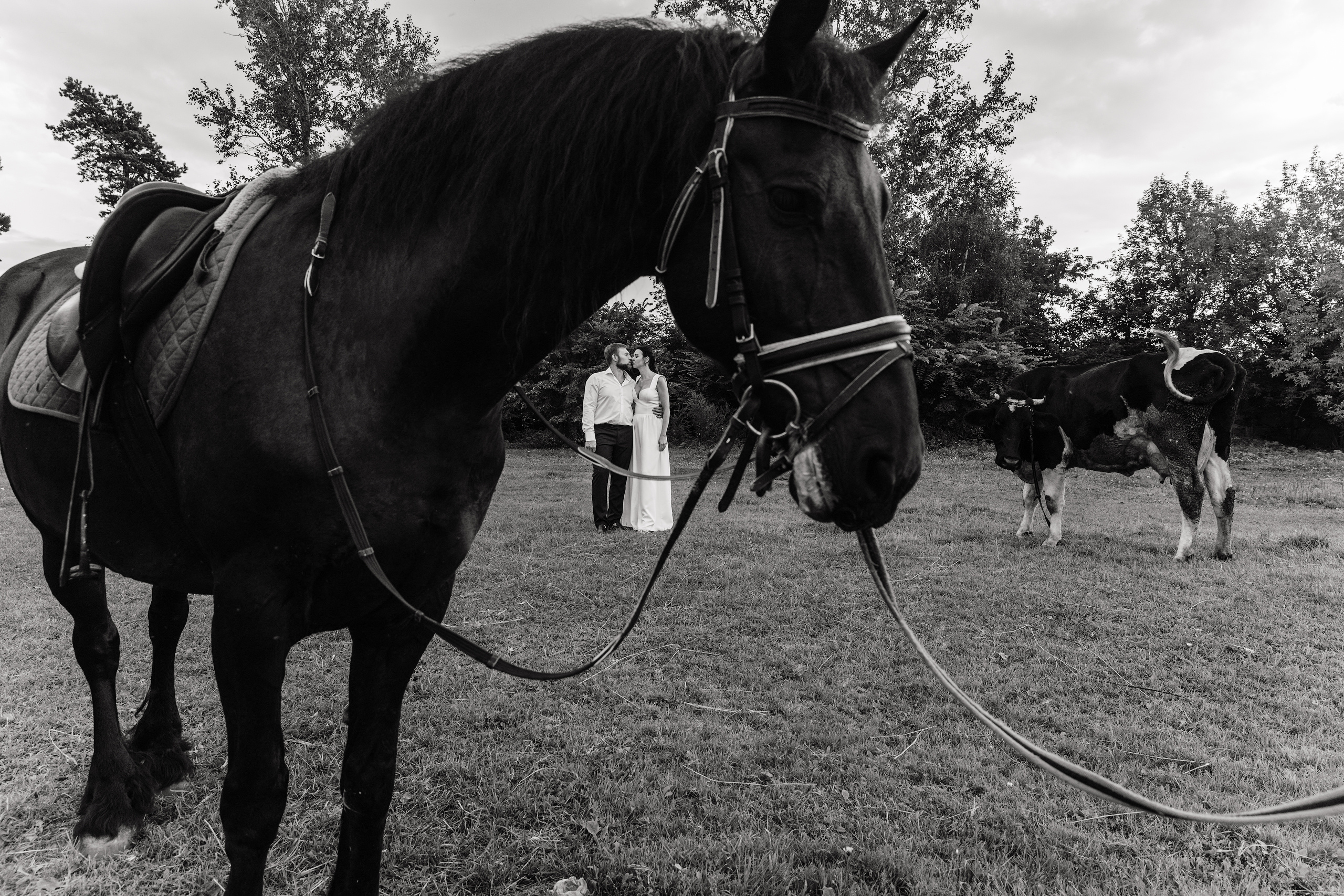Анонс семейной съемки с лошадьми
