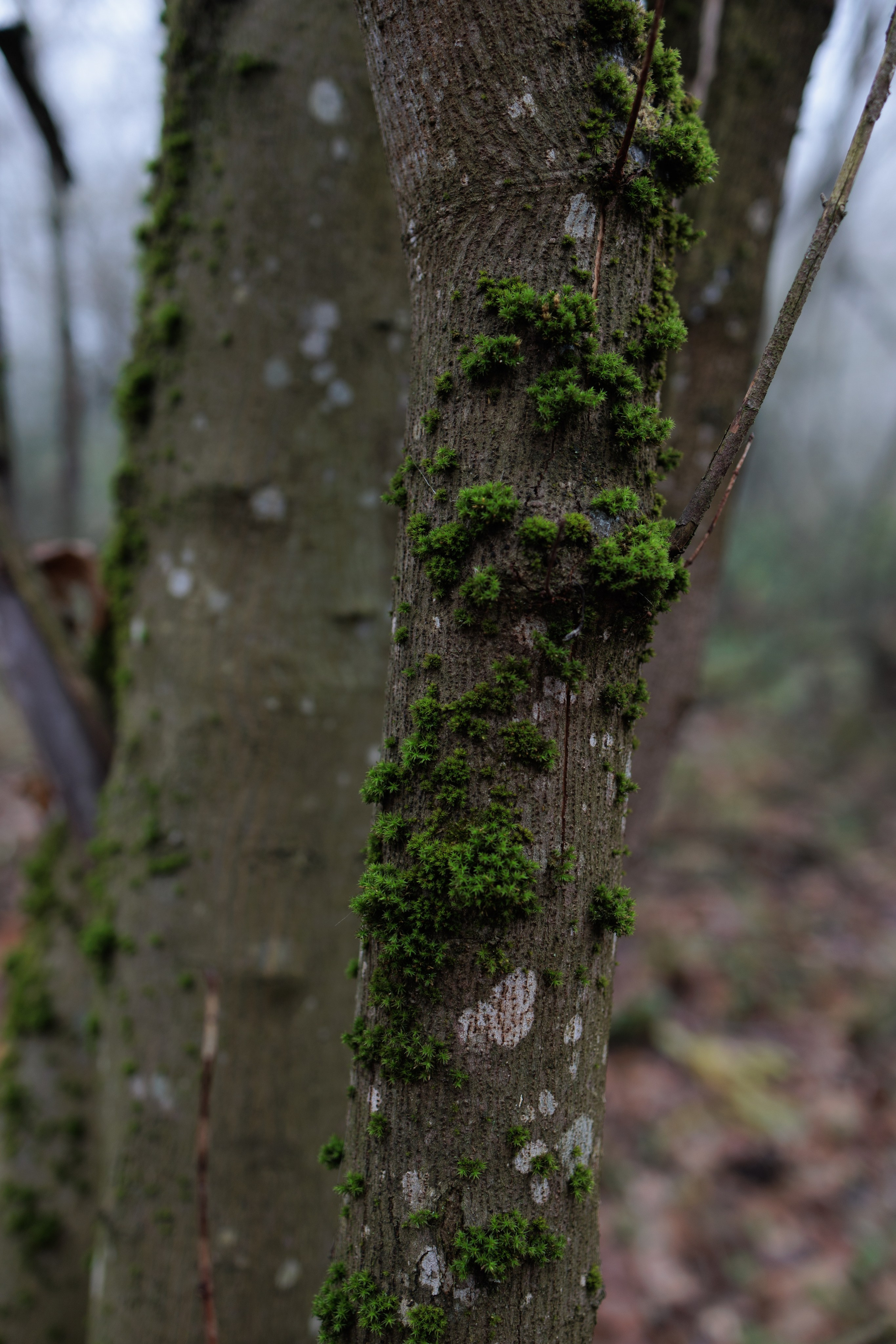 В туманном лесу. Семейный фотограф в Белгороде