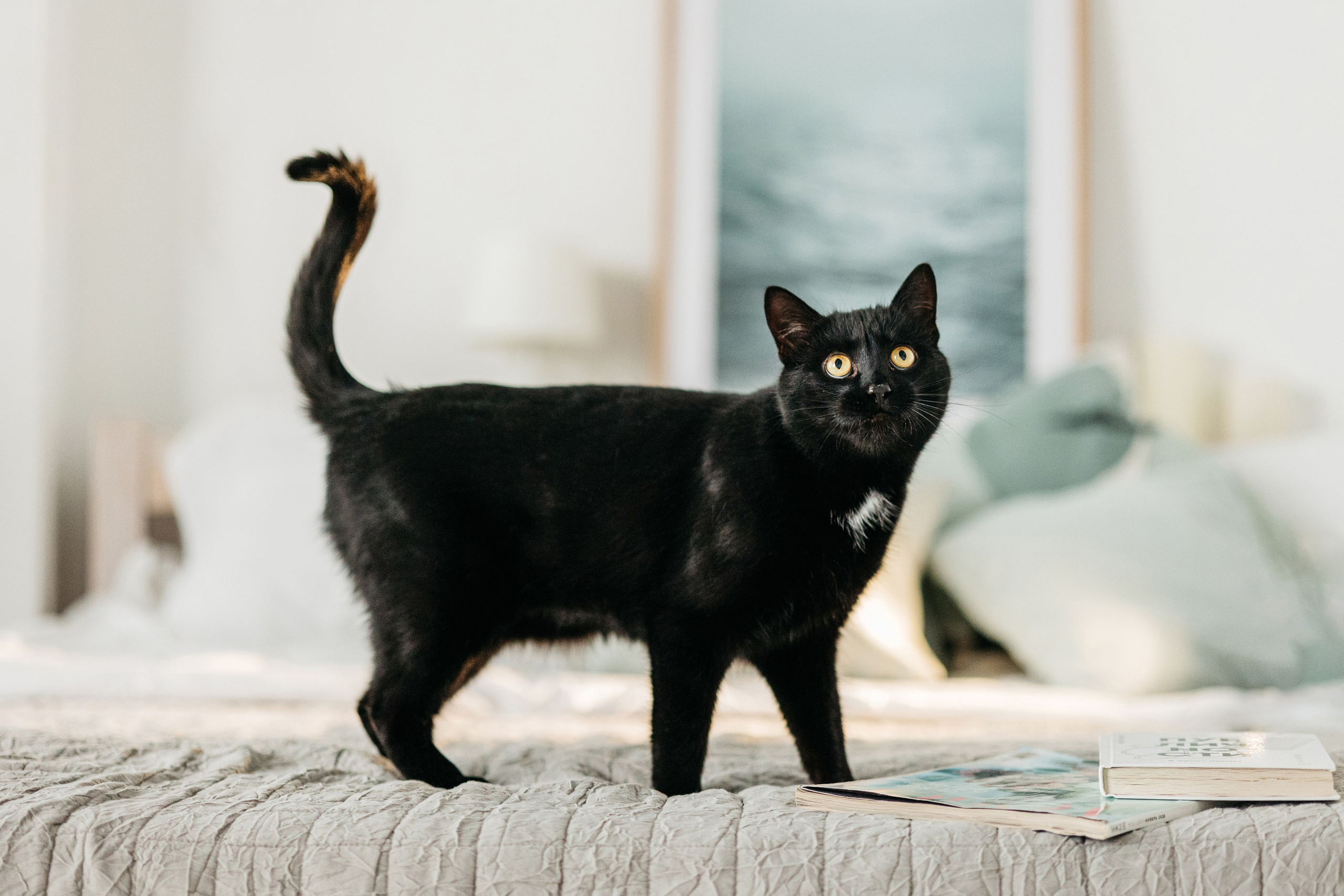 Кузя. Фотограф-анималист Елена Радченко, Москва