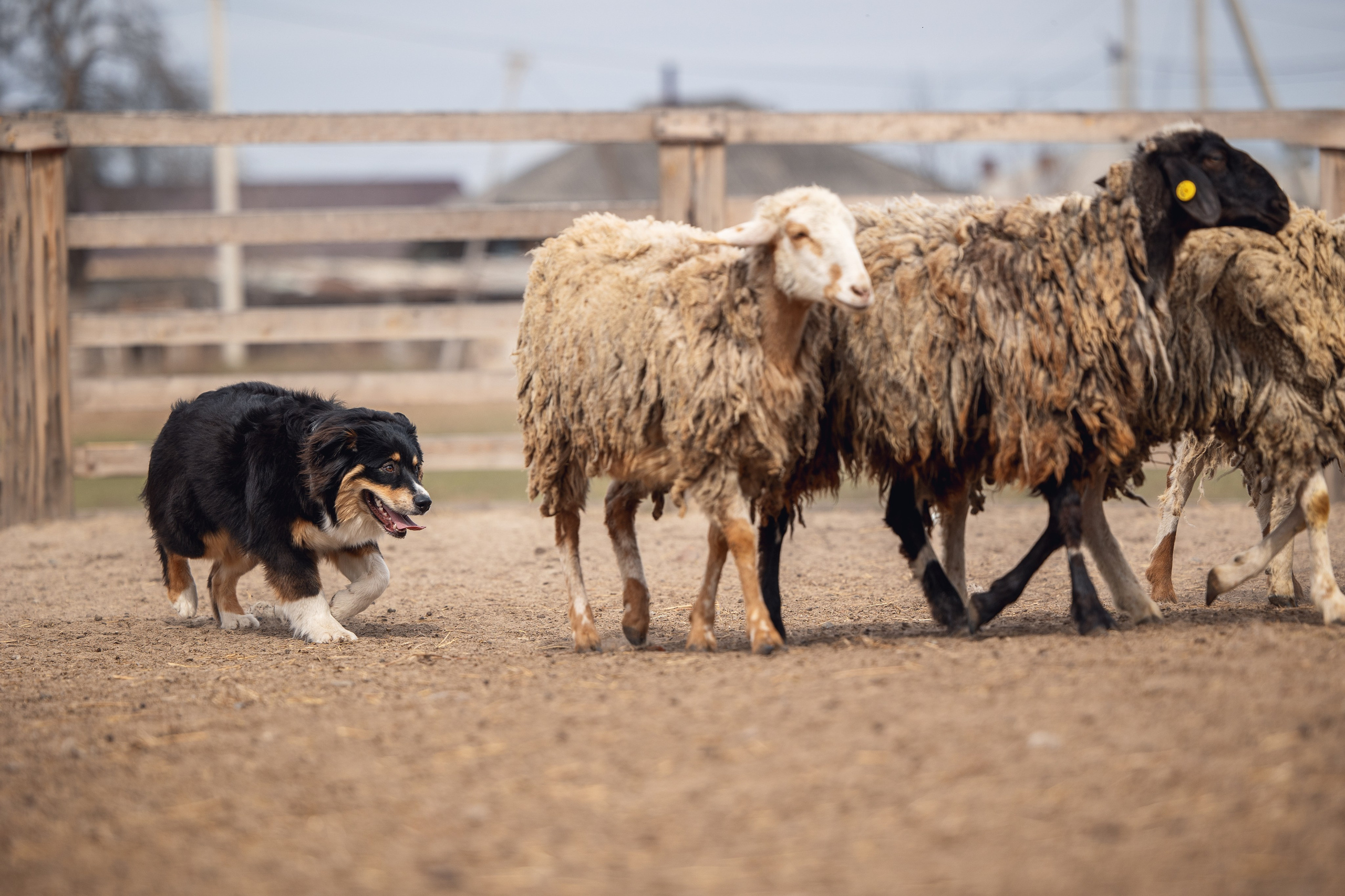 Ночь. YULA KOLESOVA | Фотограф — Анималист | Художник | Тюмень