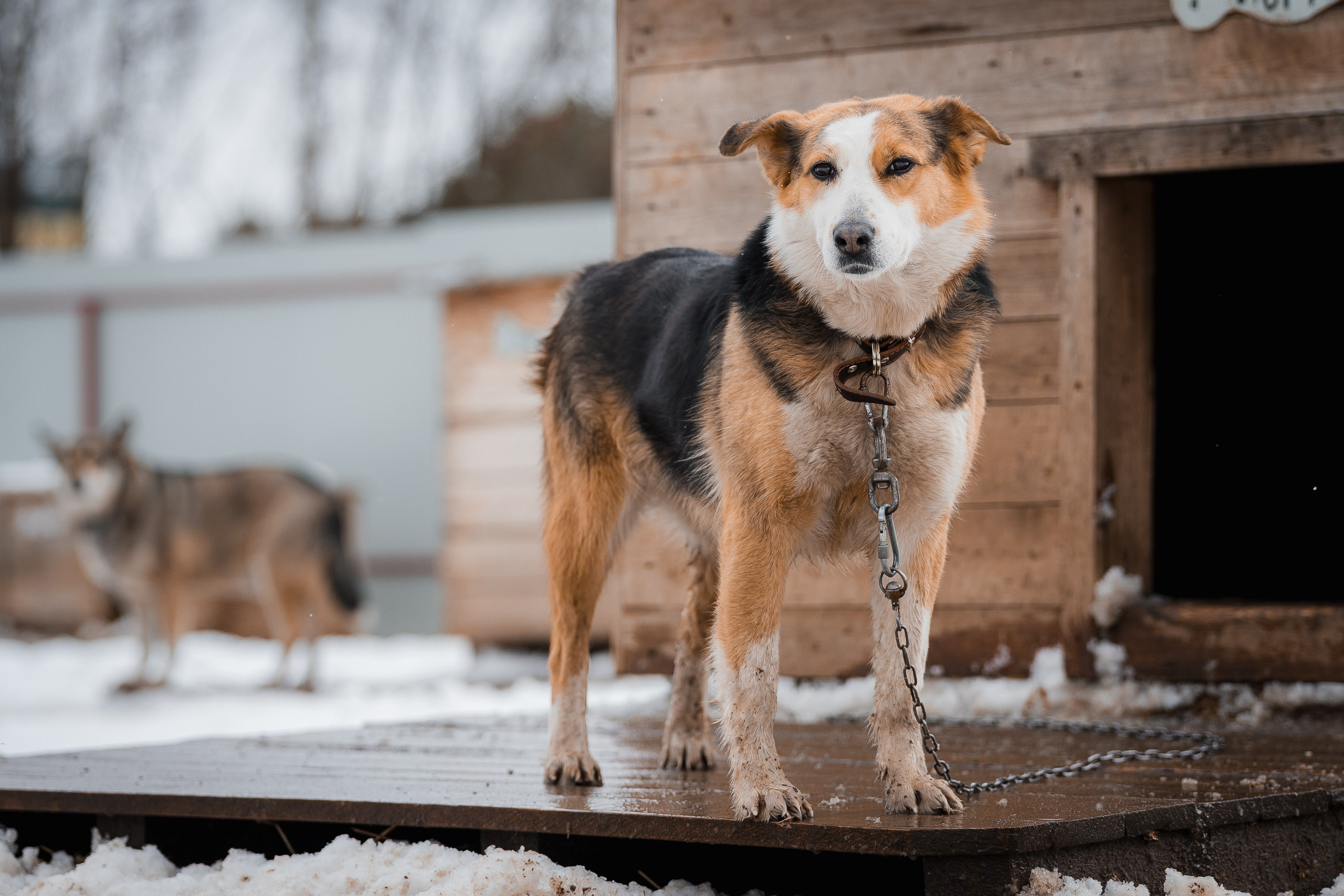 Лора. Улыбка собаки — спасение и пристройство бездомных собак