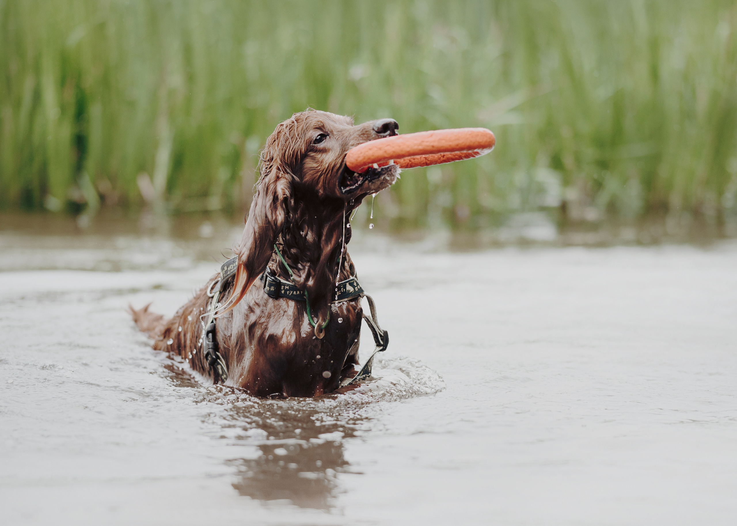 Рейн. Фотограф- анималист Александра Матвеева