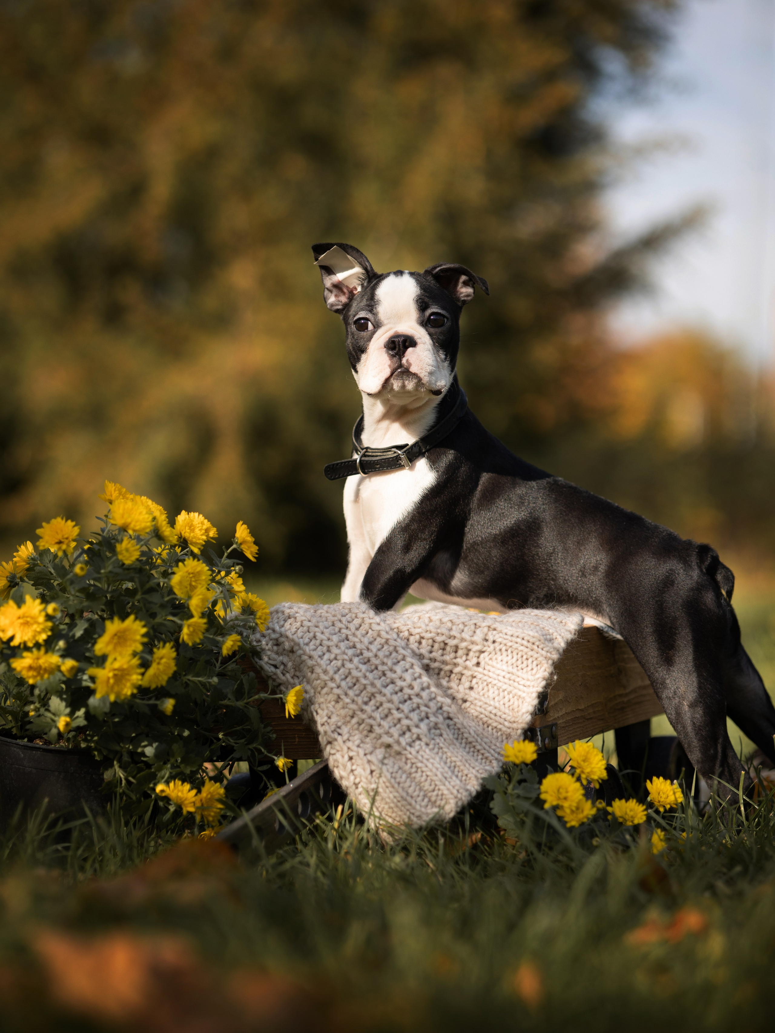 Щенки бостики. Главная