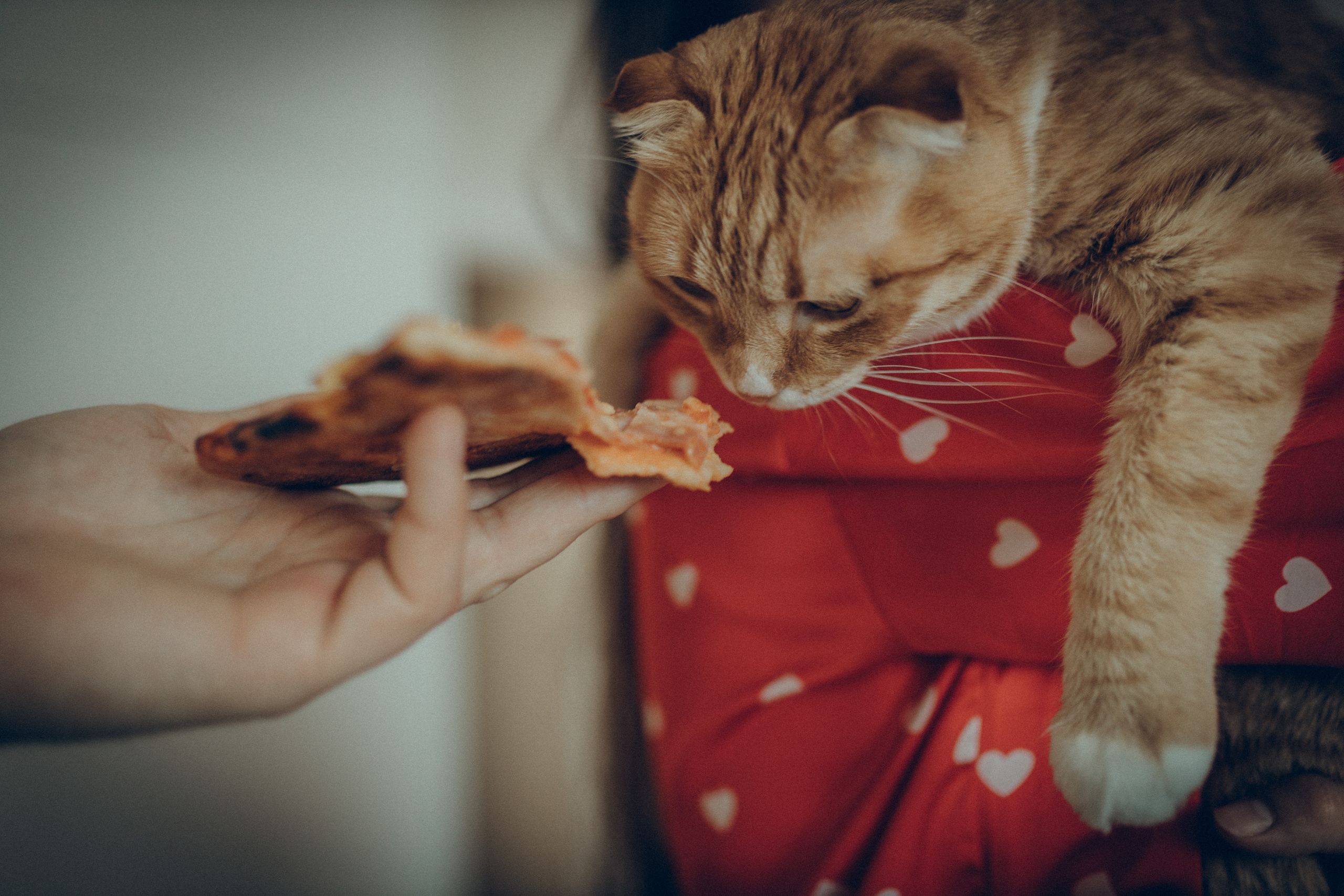 Аня & Кирилл. Семейный фотограф и фотограф на роды в Ростове-на-Дону Мухина Виктория