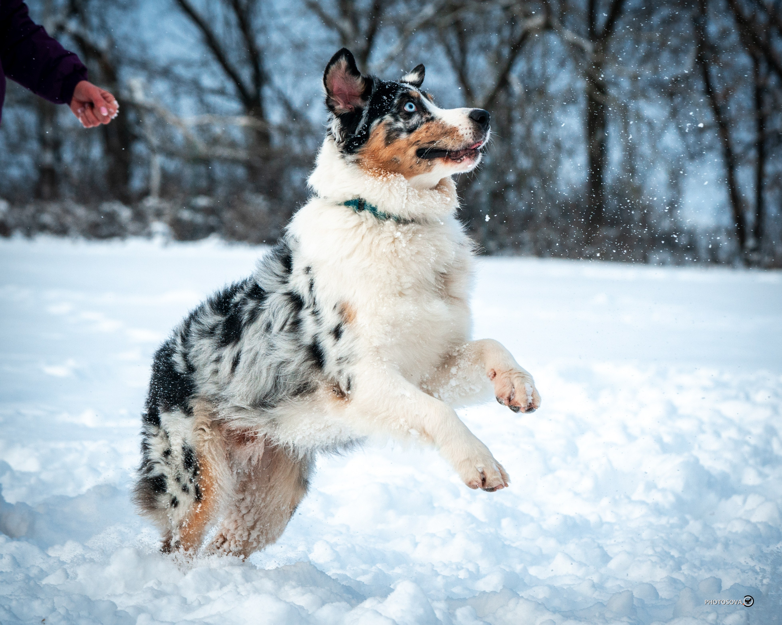 ФОТОПАМЯТЬ ВАШИХ ЭМОЦИЙ. Фотограф-анималист, семейный фотограф в Москве и Подмосковье. Фотосъёмка кинологических дисциплин