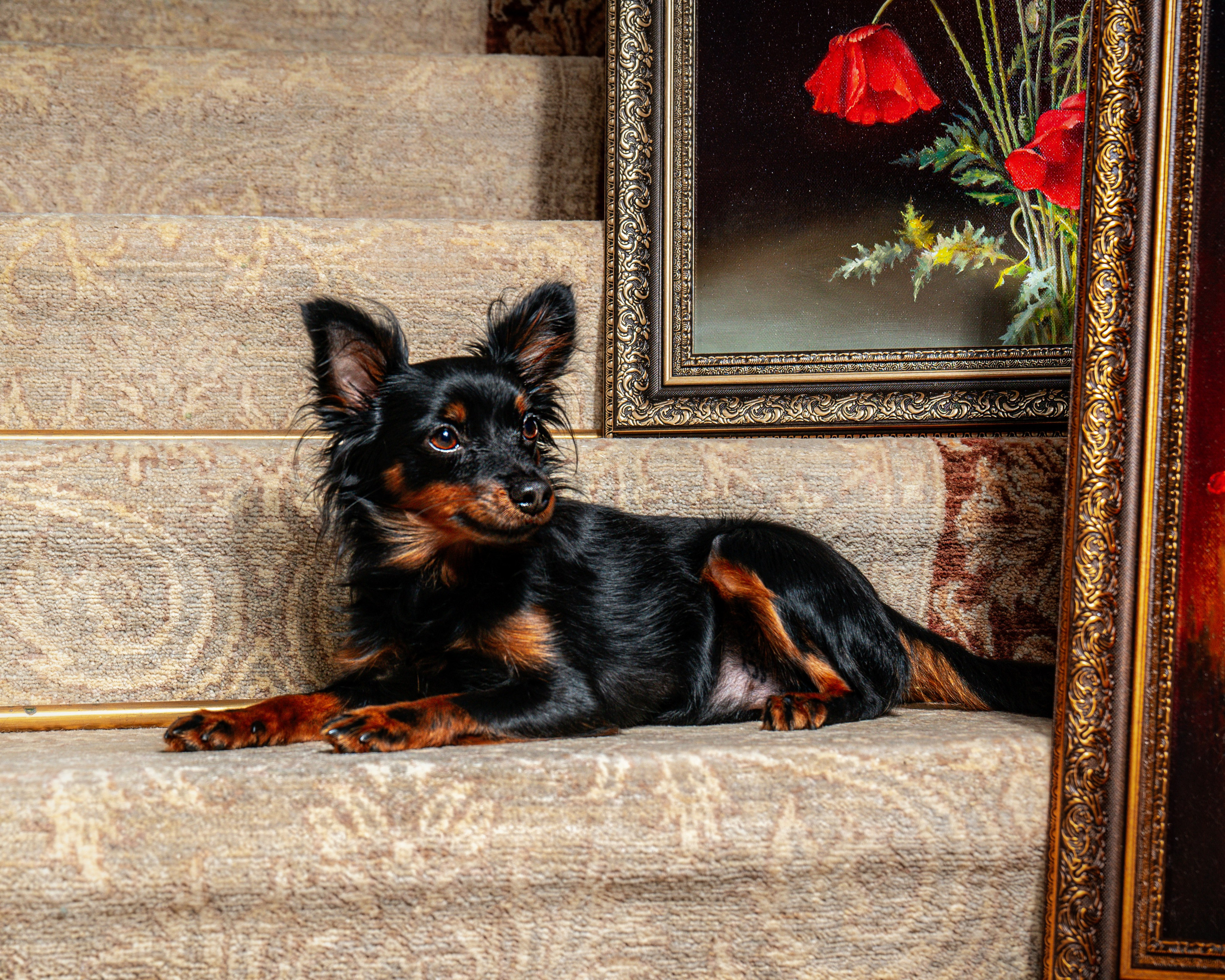 ФОТОПАМЯТЬ ВАШИХ ЭМОЦИЙ. Фотограф-анималист, семейный фотограф в Москве и Подмосковье. Фотосъёмка кинологических дисциплин