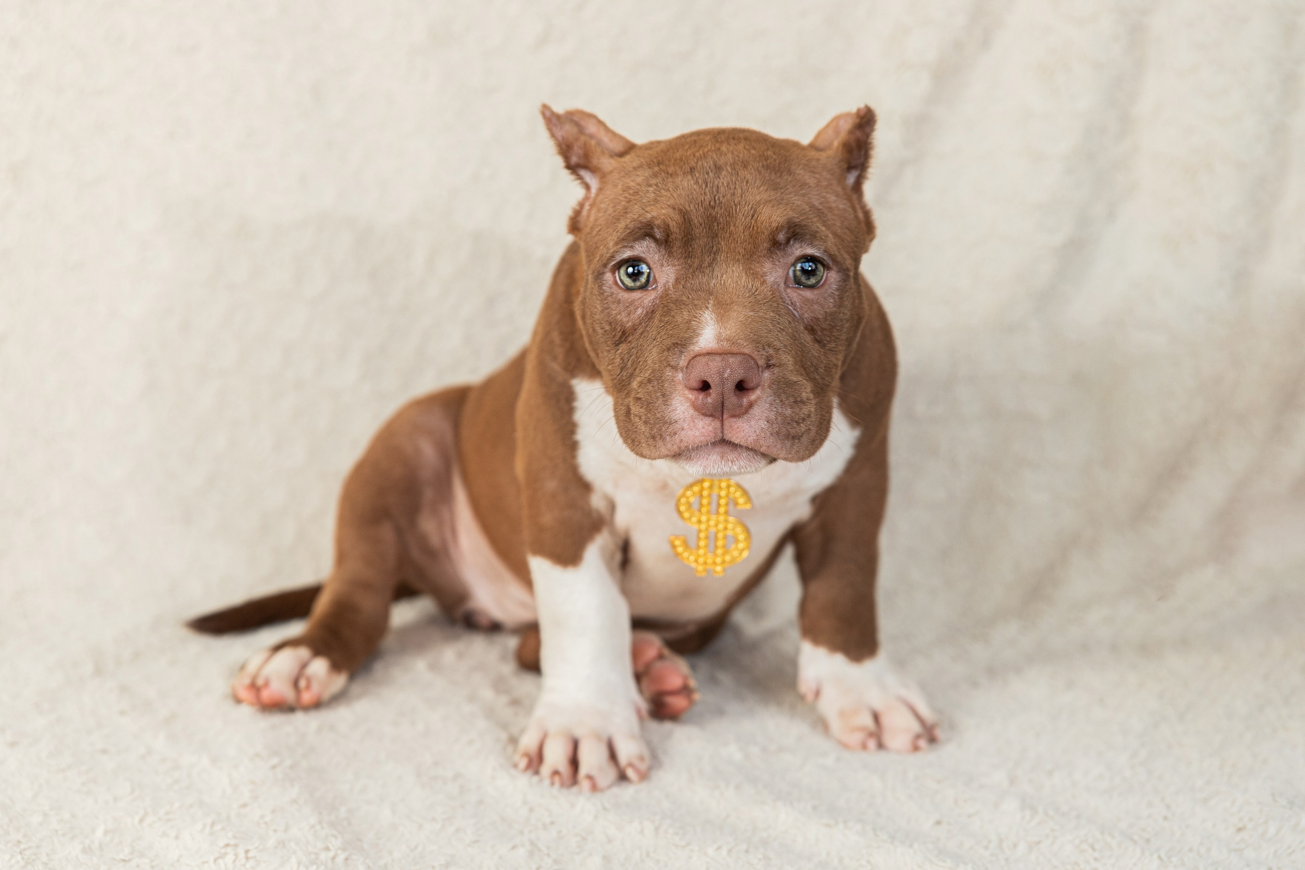 Фотосессия щенков на фонах. Фотограф собак в Краснодаре и Краснодарском крае Суковатых Евгений