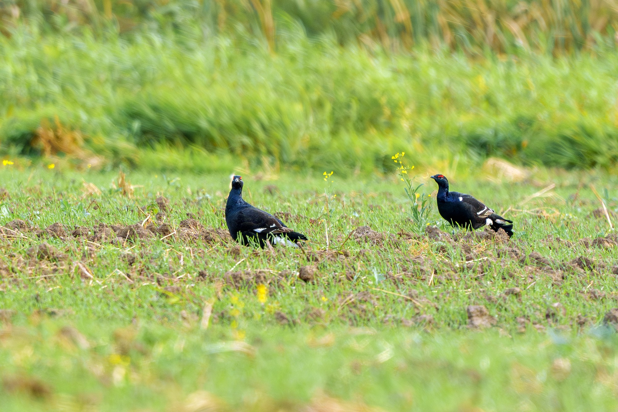 Удивительные мир птиц. Вокруг нас столько прекрасного — присмотритесь!. Ваш личный фотограф Марина Волкова