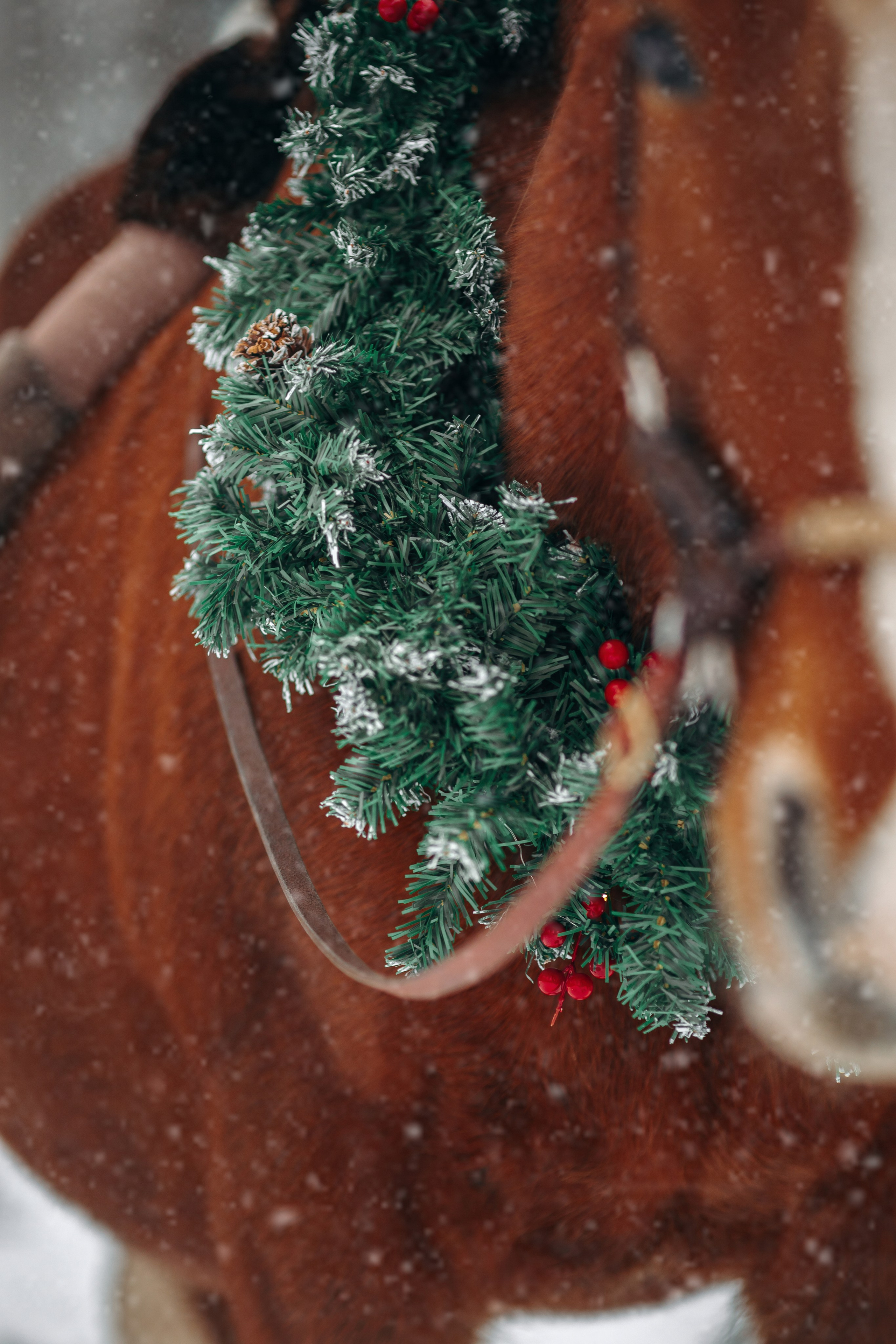 Тариф Новогодний 2025-2026. Анна Молчанова конный фотограф в Тюмени | фотосессии с лошадьми Тюмень