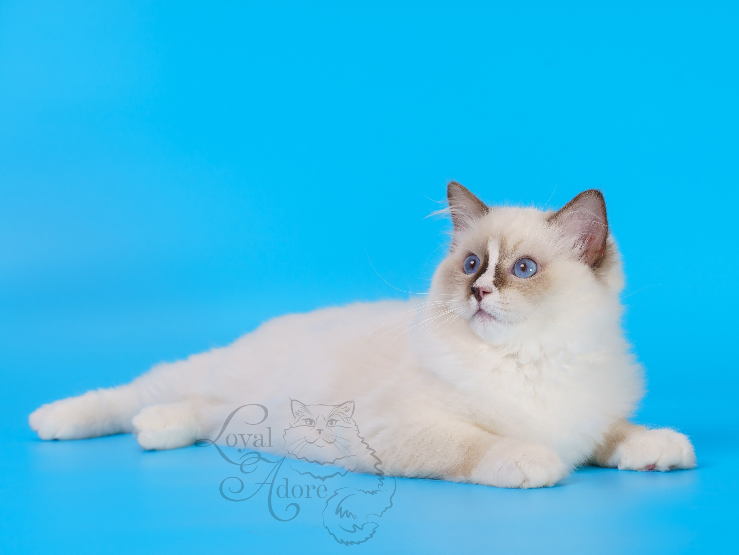 Кошки производители Loyal Adore. Питомник рэгдолл Loyal Adore