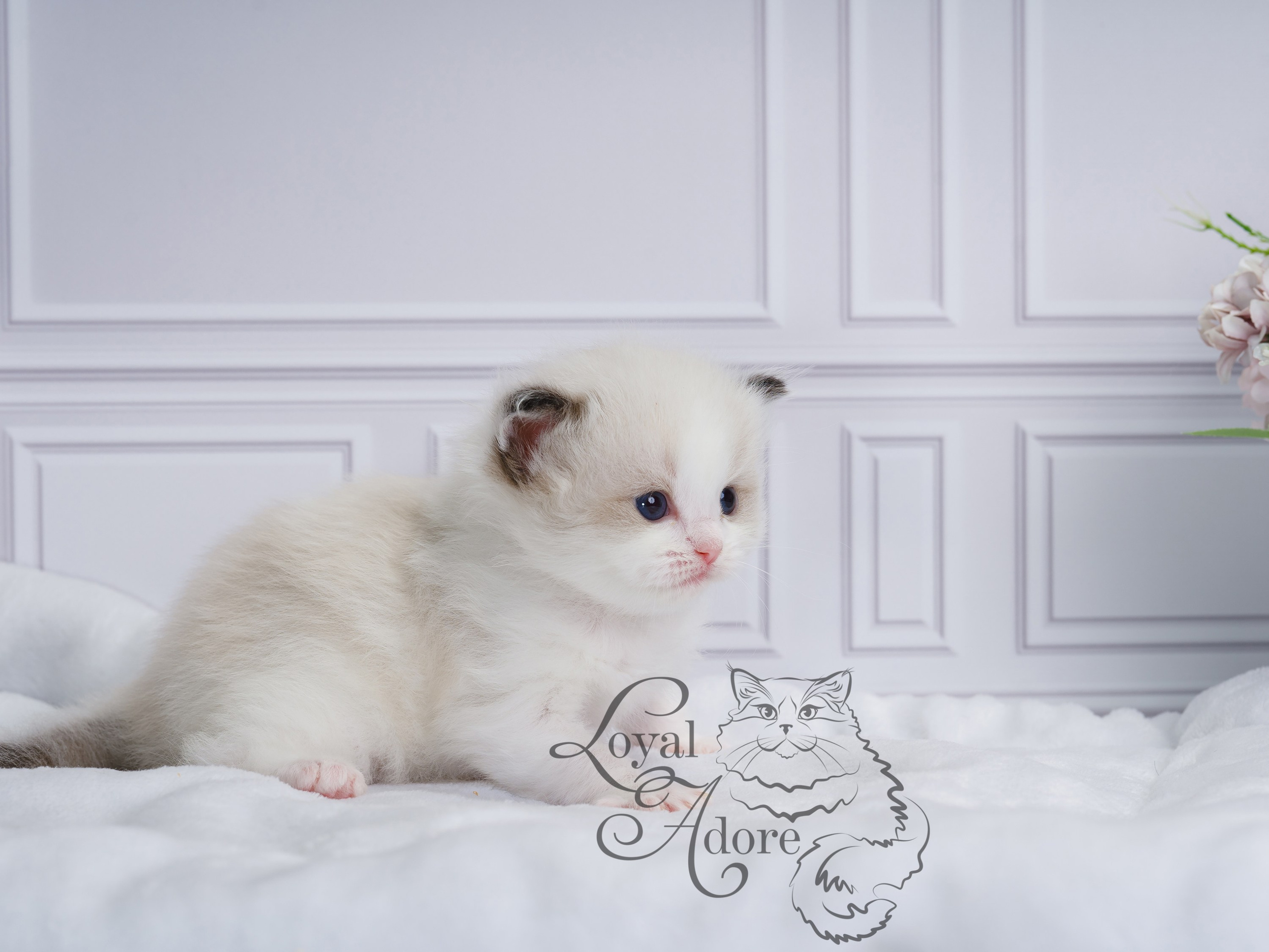 Котята рэгдолл от Loyal Adore. Питомник рэгдолл Loyal Adore