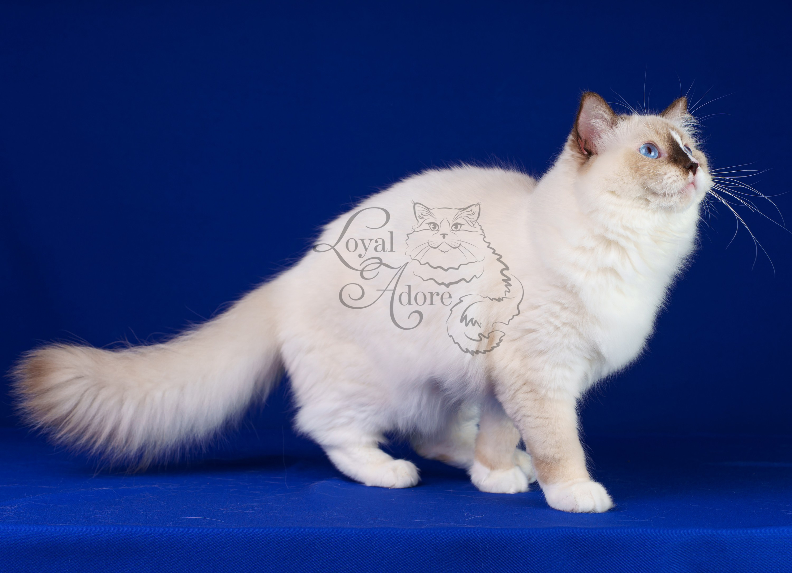 Кошки производители Loyal Adore. Питомник рэгдолл Loyal Adore