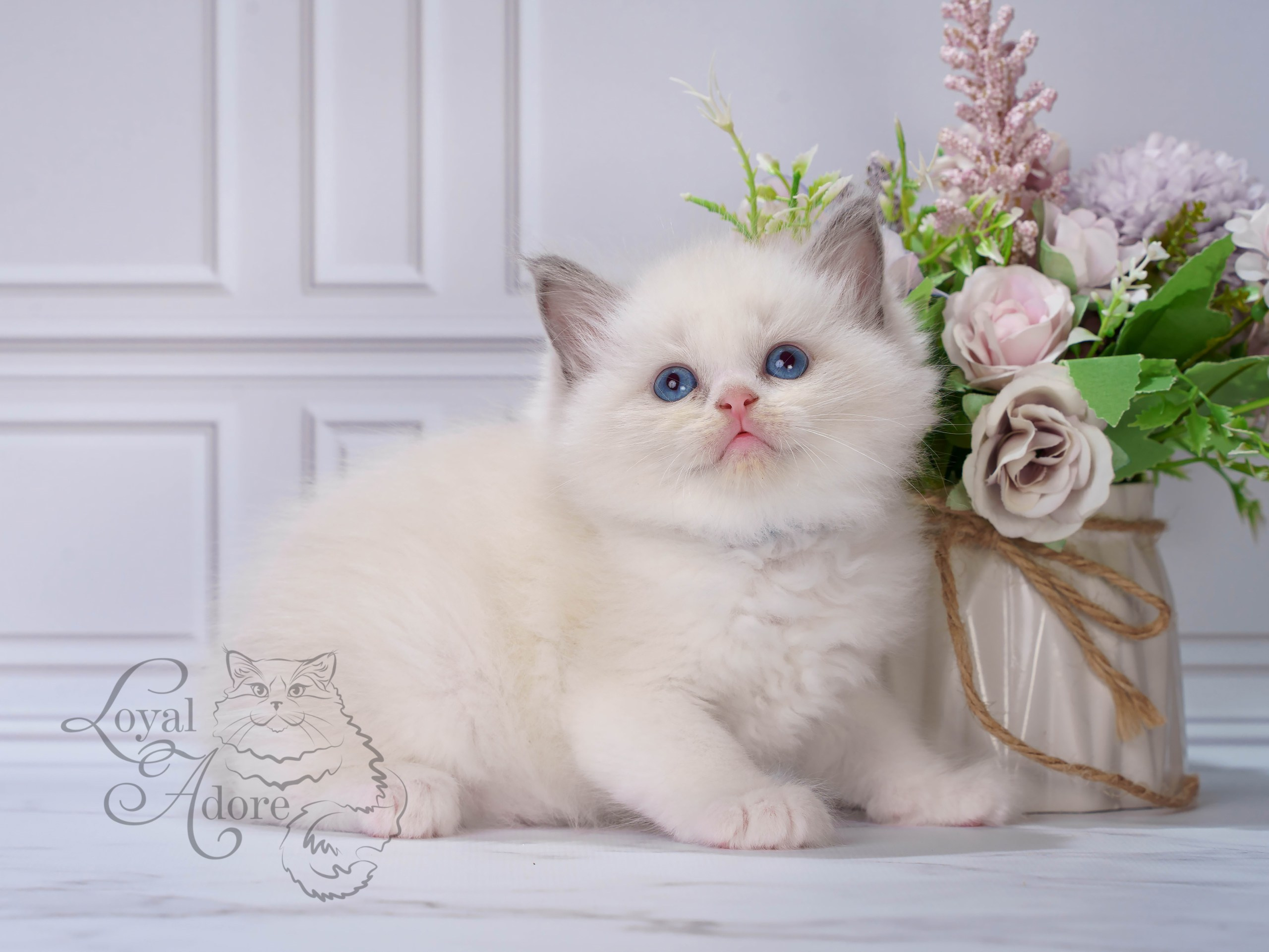 Котята рэгдолл от Loyal Adore. Питомник рэгдолл Loyal Adore