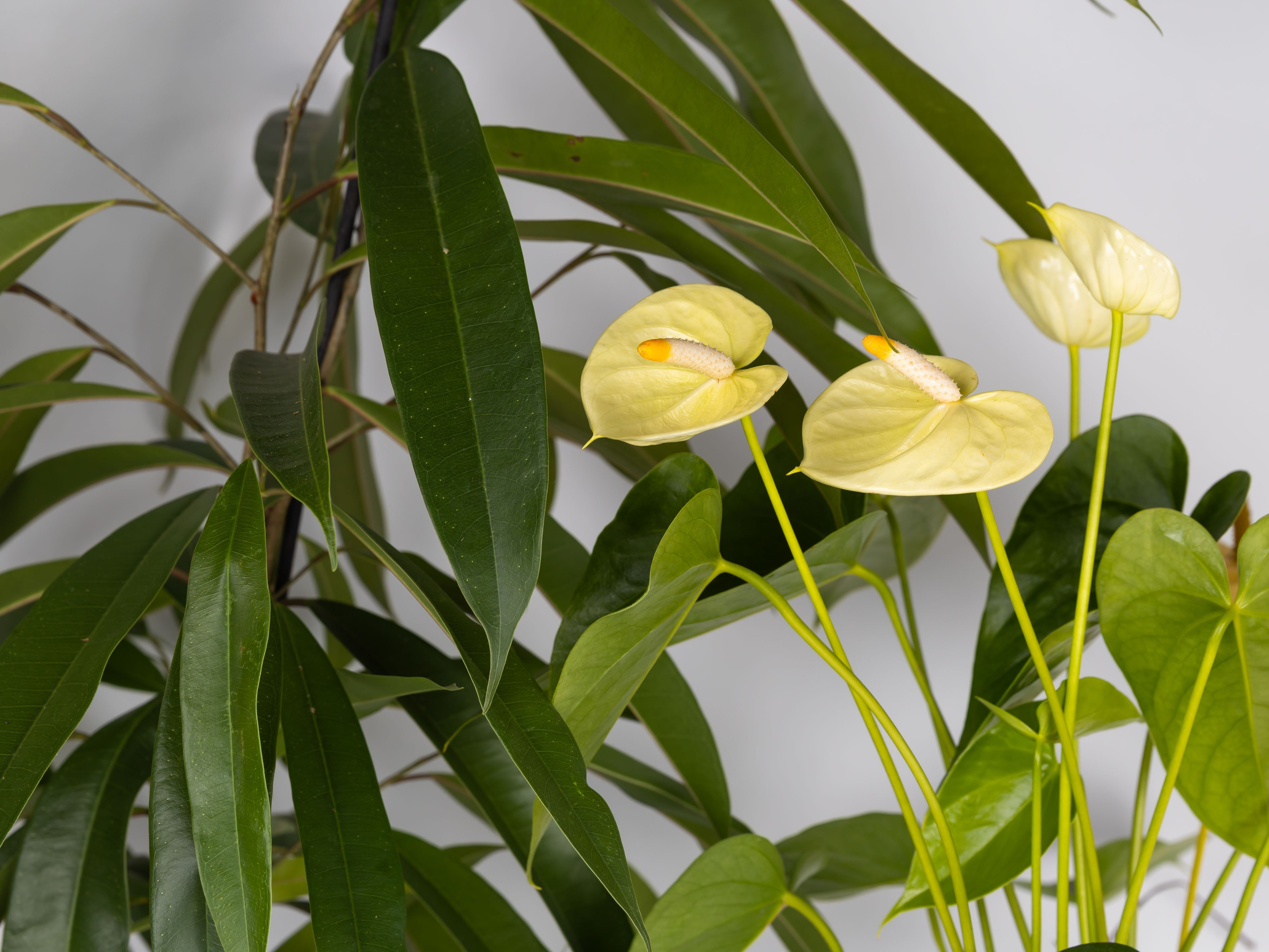 ЦВЕТЫ. ФОТОГРАФ ВИНОГРАДОВА ДАРЬЯ