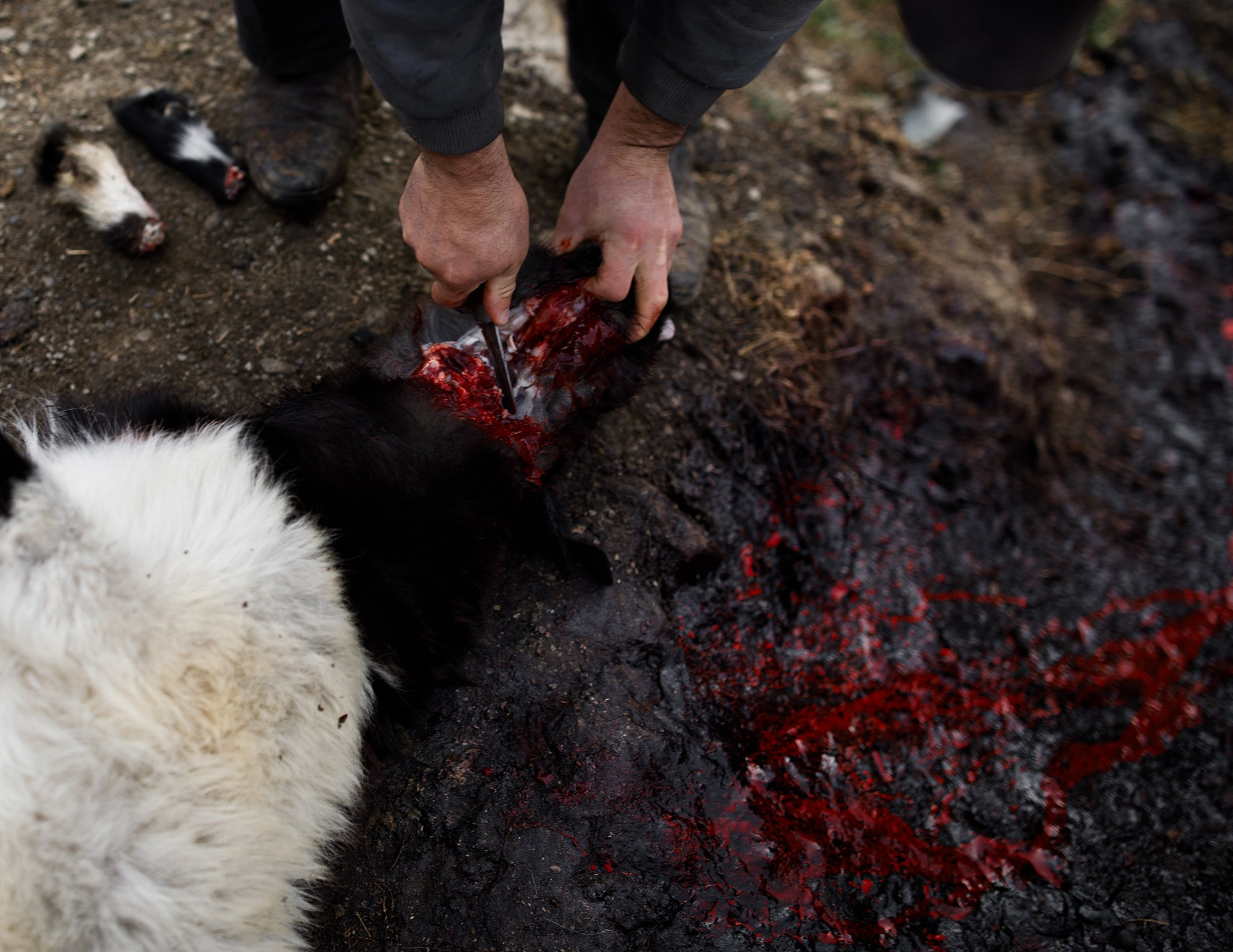 Dagestan. Seasons. Autumn. Documentary and art photographer Alexey Terentyev