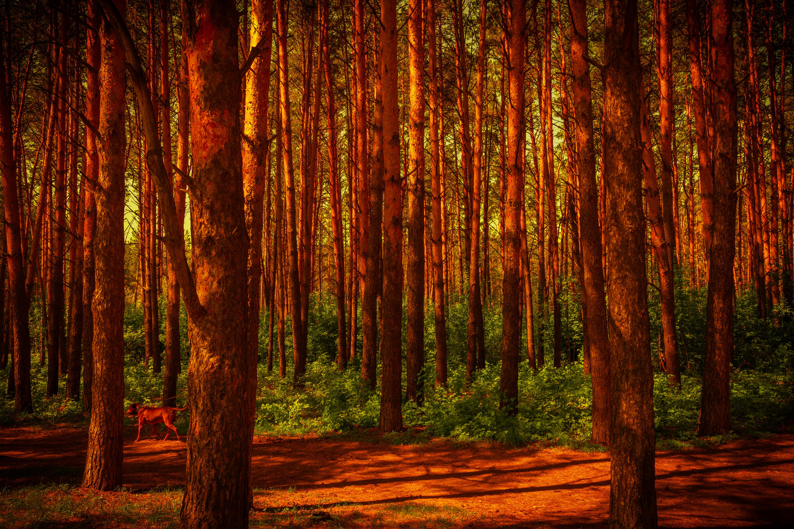 Пейзажи / Природа. Polypolarphotography