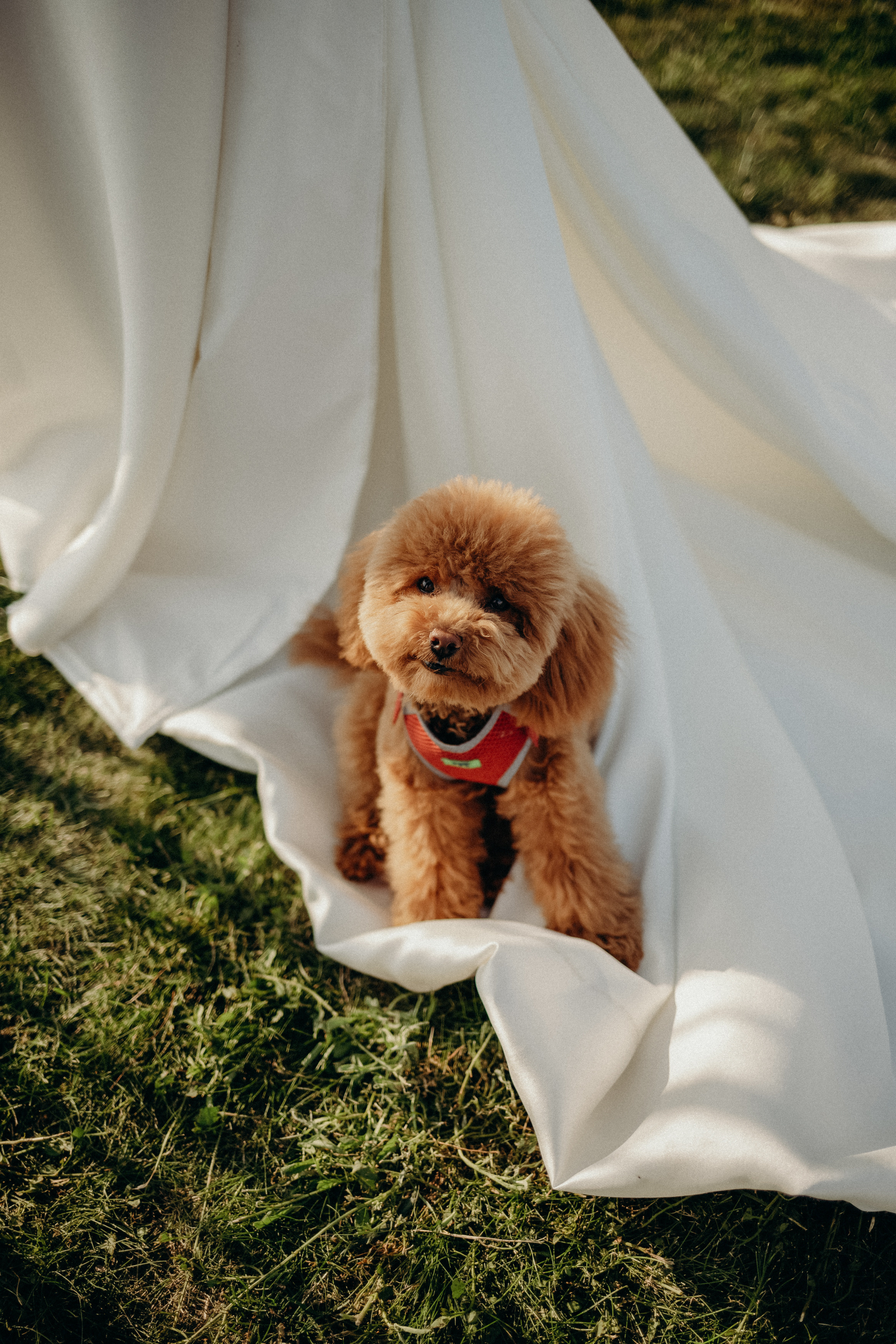 Ksenya&Dmitry. Фотограф Анна Велёнда