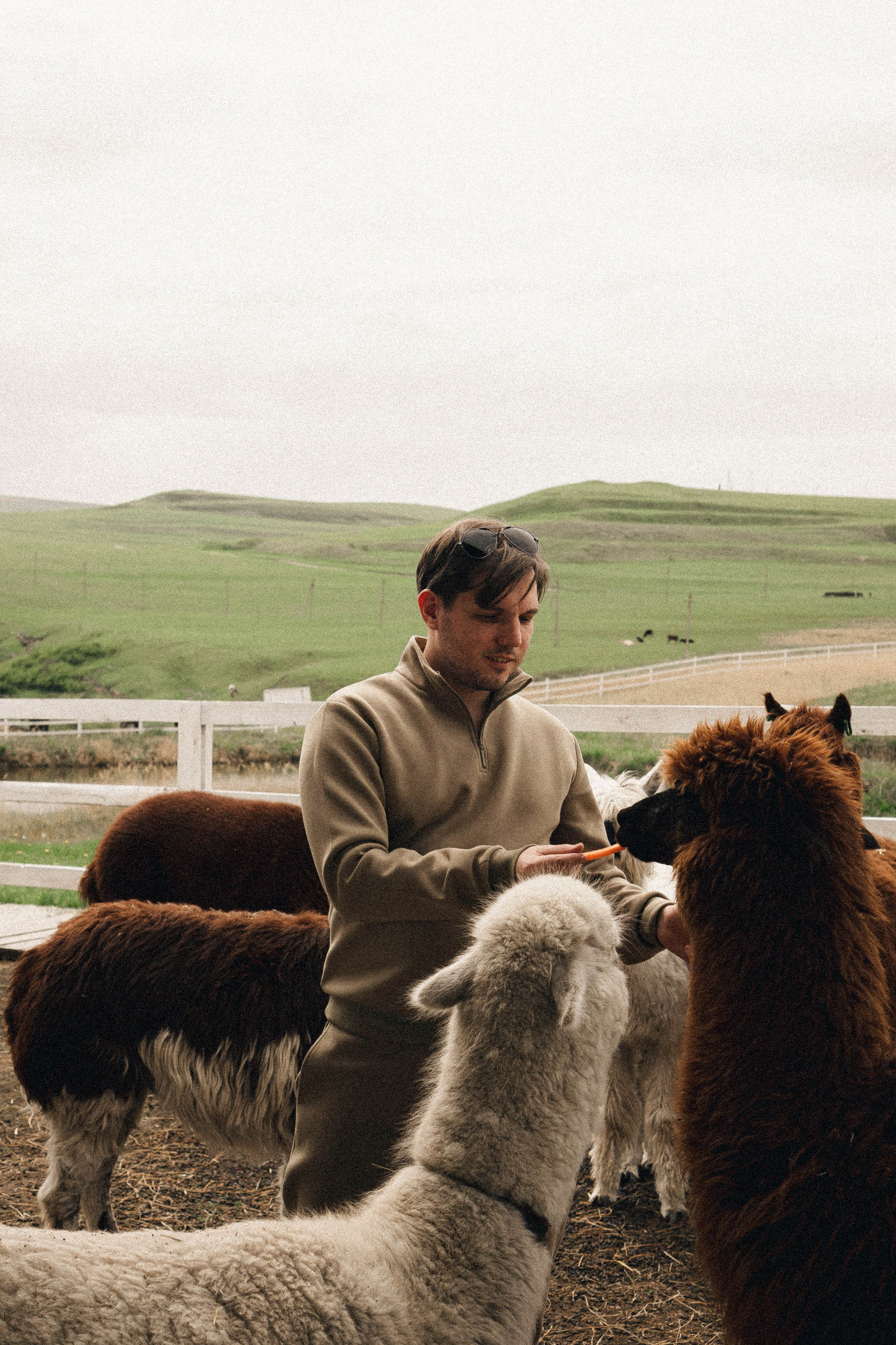 Ферма Альпак. Профессиональный фотограф, Санкт-Петербург — Виктория Богомолова