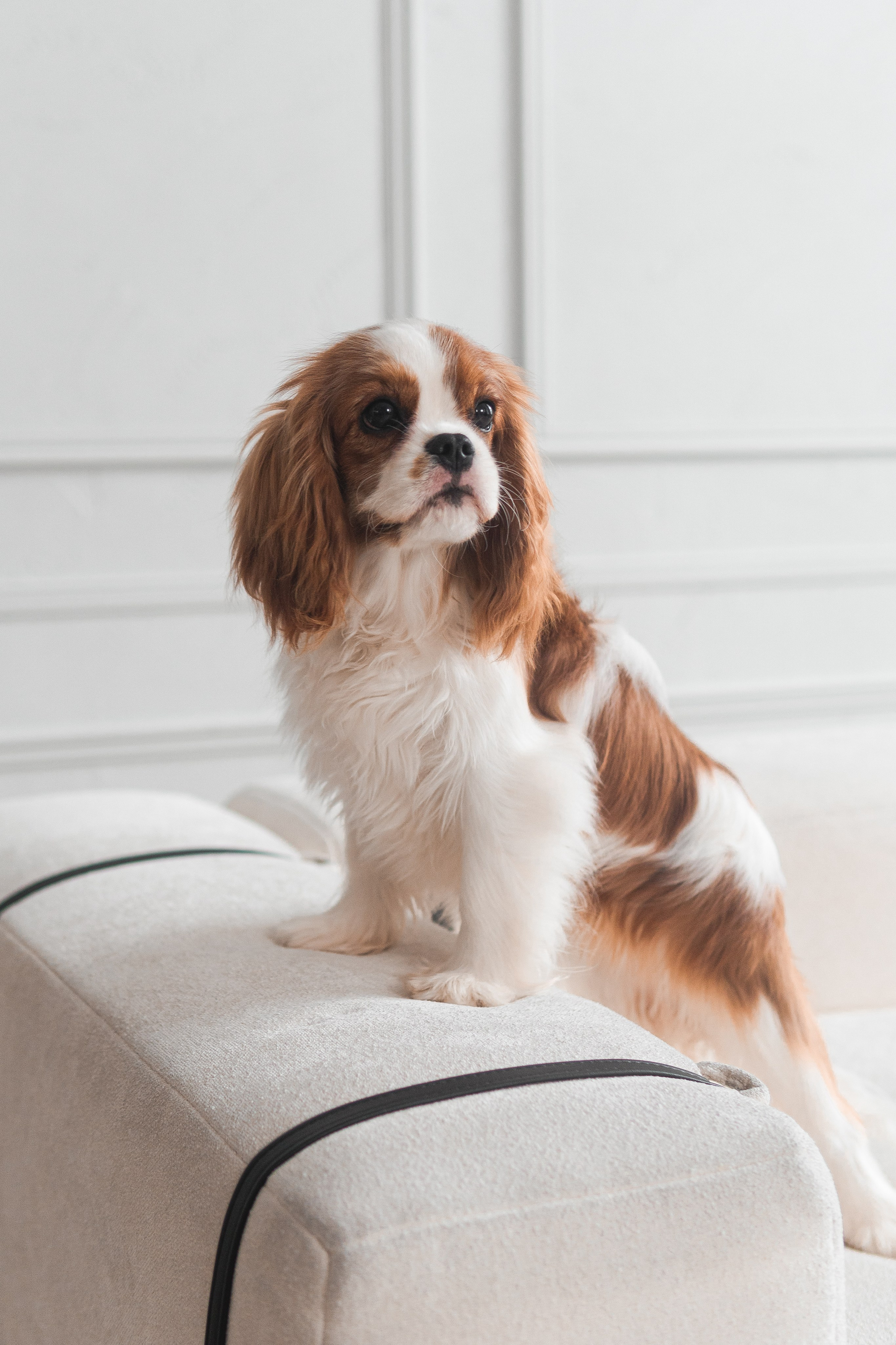 Belle Destino (питомник): история о нежности. Портретный и репортажный фотограф в Воронеже: Анастасия Пузикова