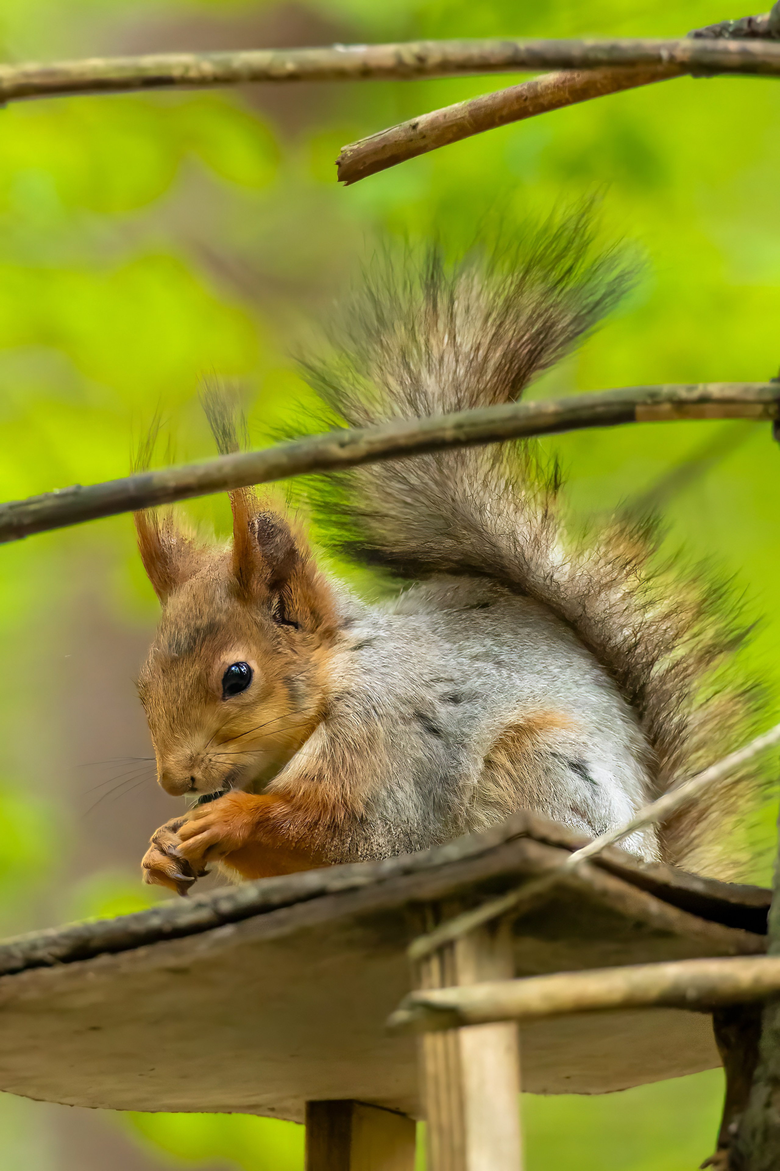 Дикая природа. Photomantis