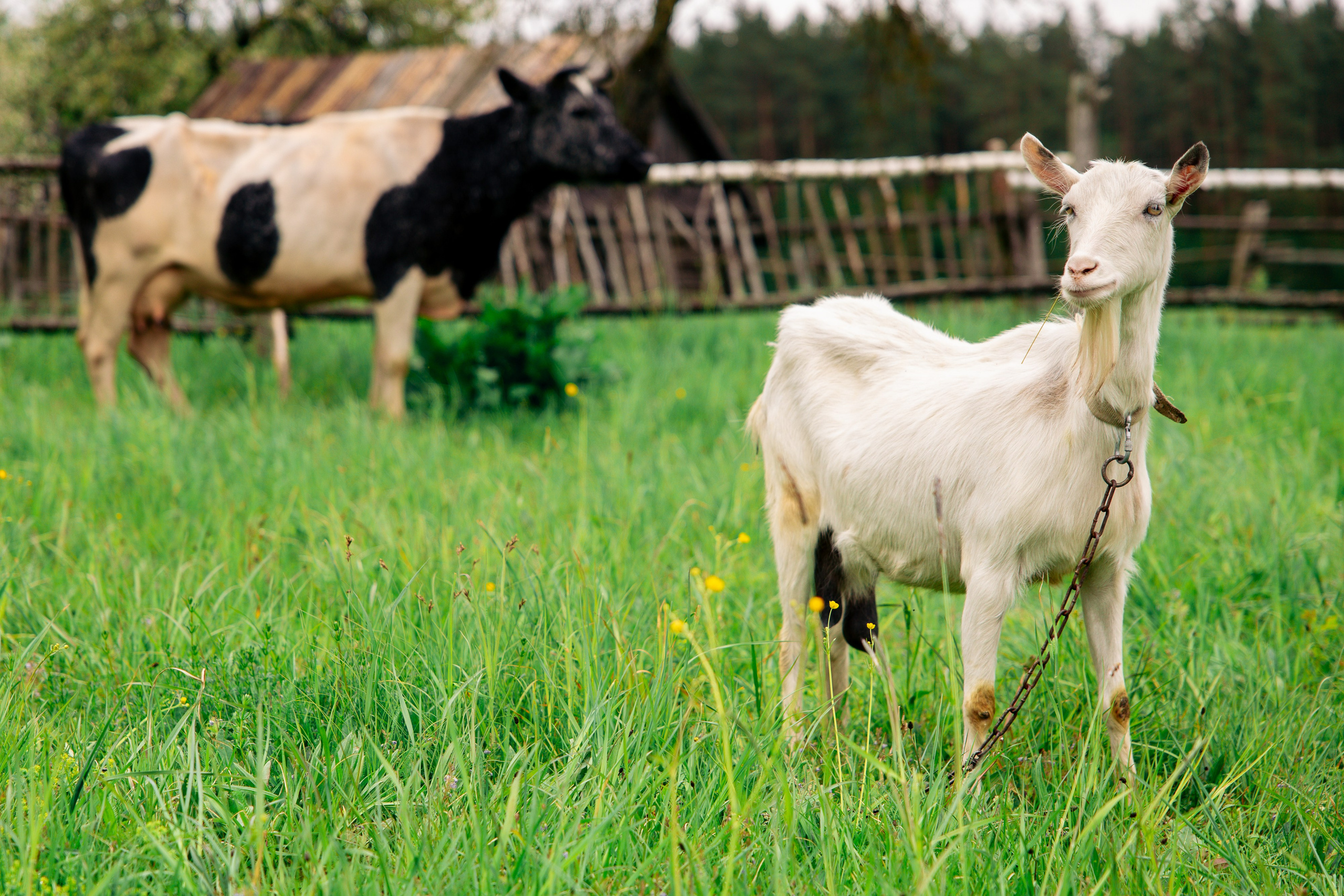 ХОЛОП -тематический праздник. Свадебный фотограф Минск РБ
