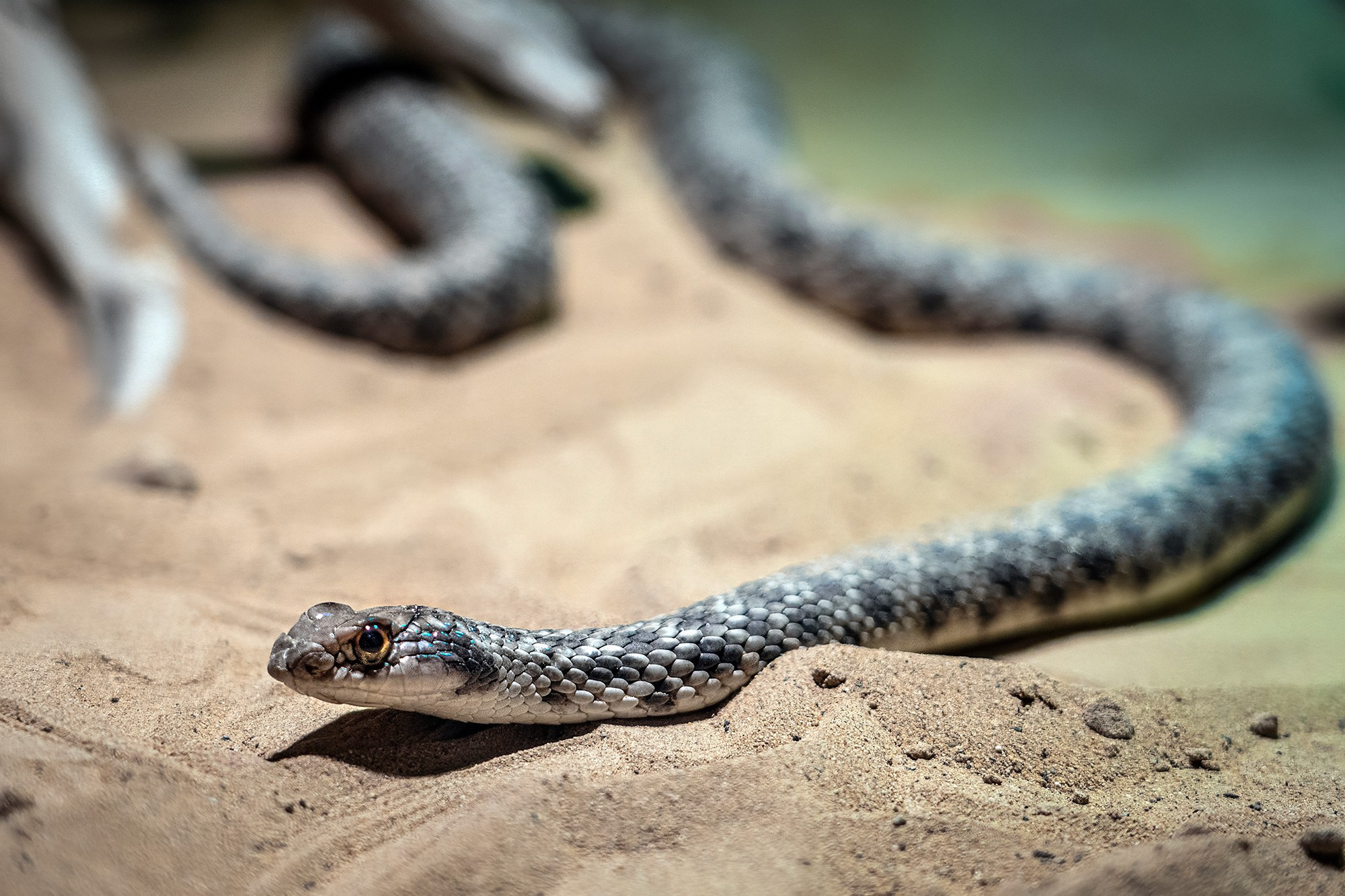 ЗООПАРК. Фотограф Владимир Остапенко