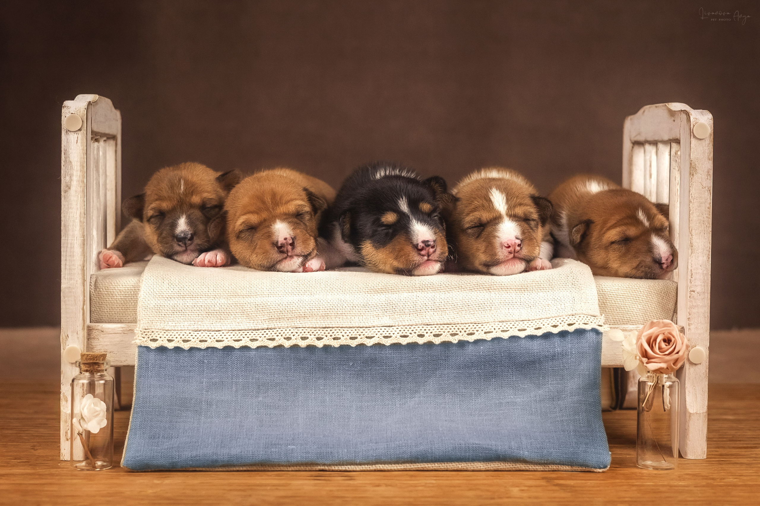 Басеньки. Фотограф анималист Аня Ливанова | Рыбинск